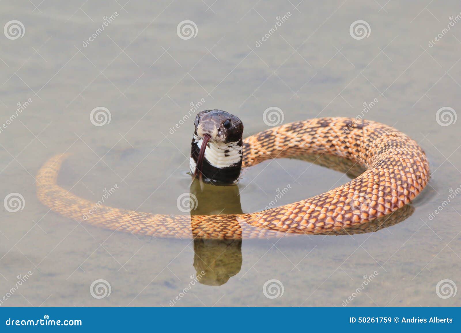 Jerk off fetish porn video Adult swim snake for a hand