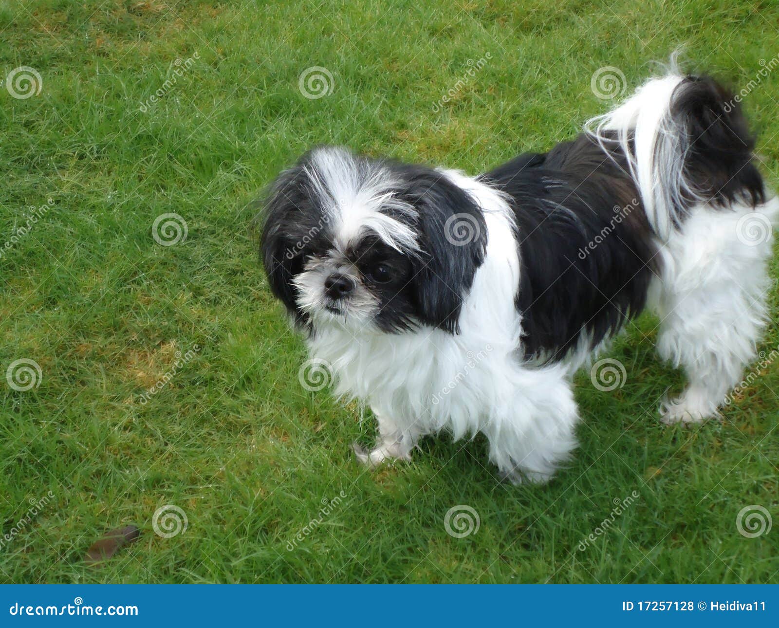 shih shih tzu shih tzu royalty vrije stock foto s beeld 17257128 shih shih tzu shih tzu royalty vrije stock foto s beeld 17257128