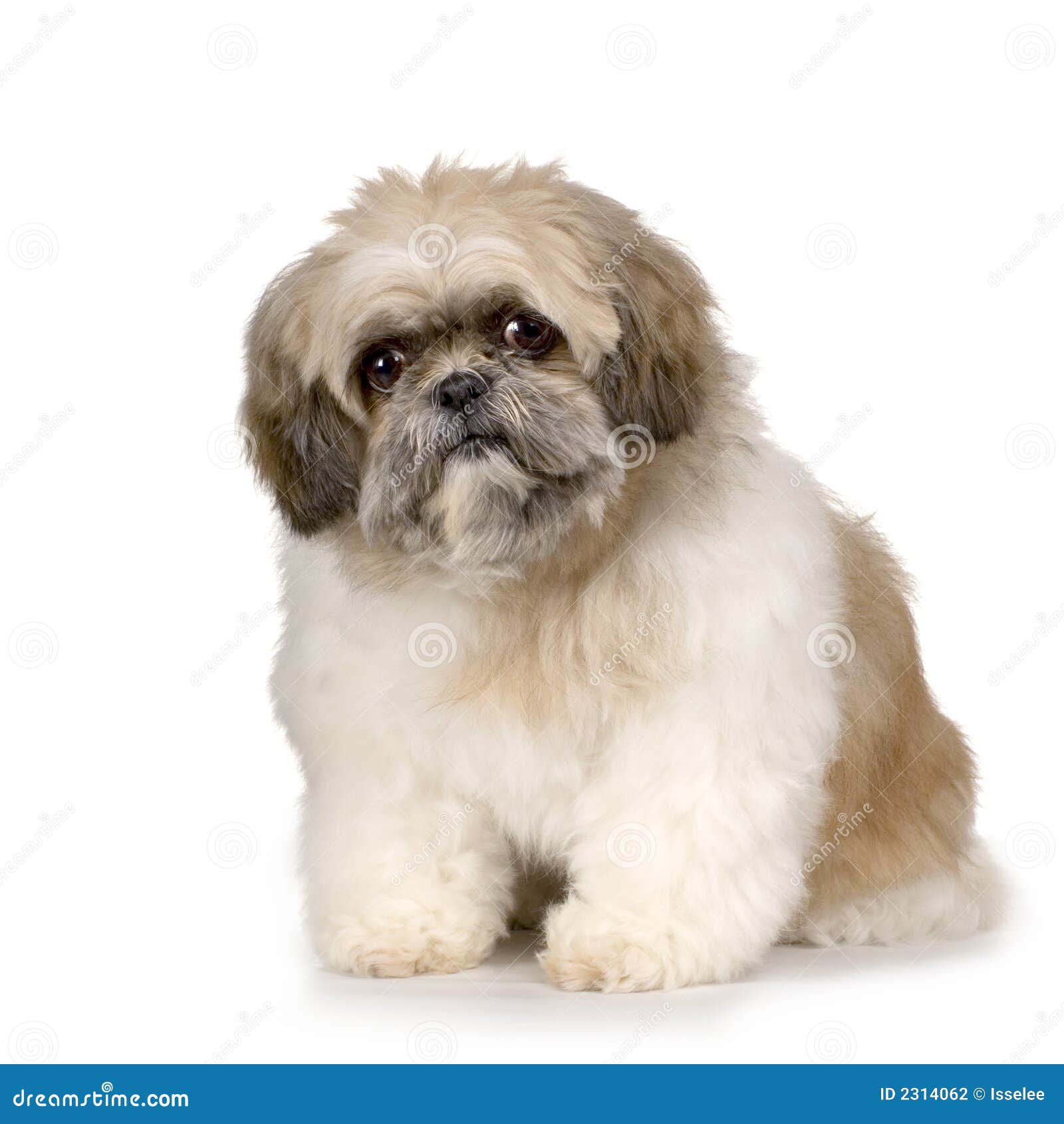 shih tzu photography shih tzu stock photography image 2314062 shih tzu photography shih tzu stock photography image 2314062