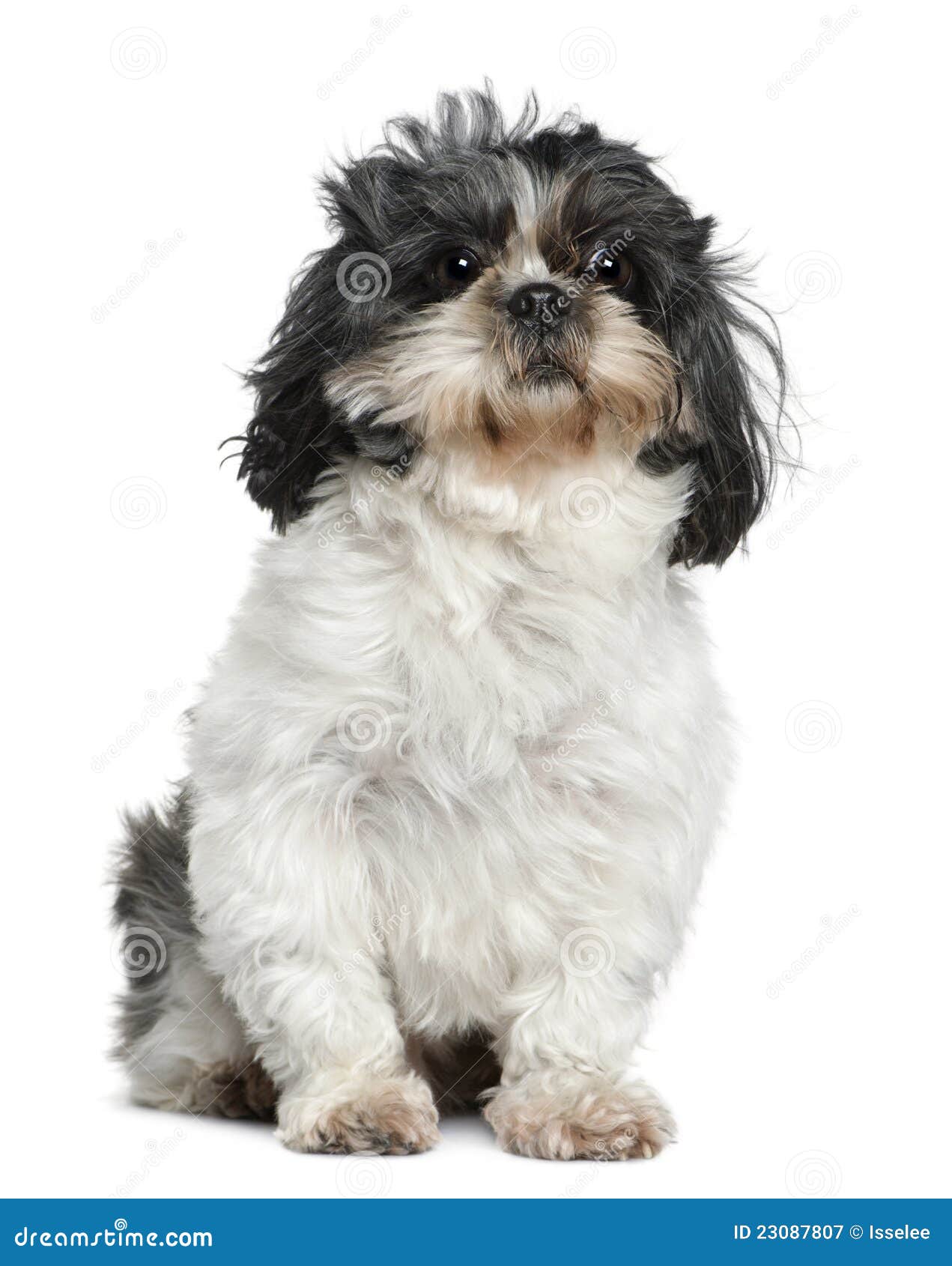 7 year shih tzu shih tzu 7 years sitting in front of white royalty free stock photography 7 year shih tzu shih tzu 7 years sitting in front of white royalty free stock photography