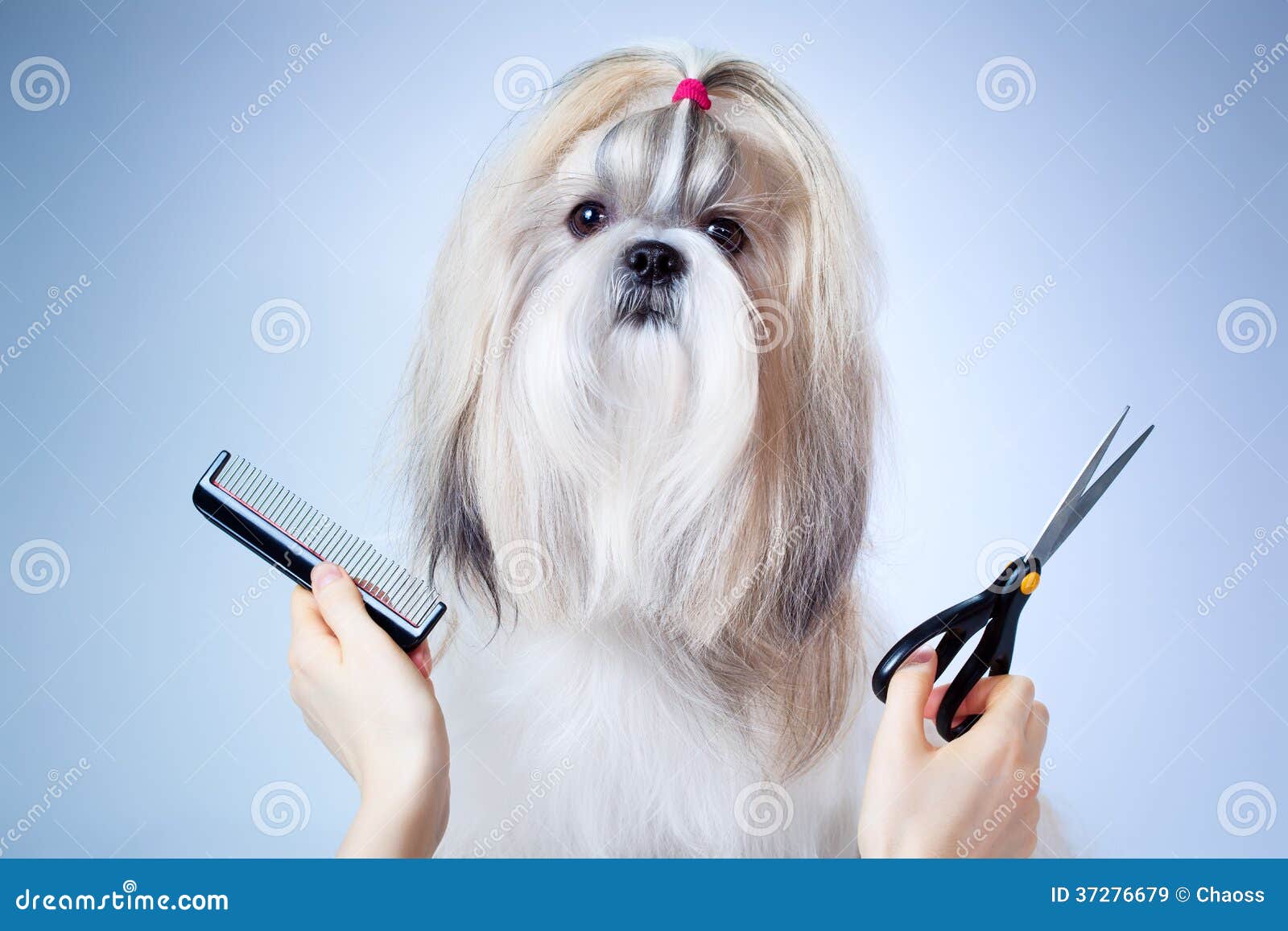 free clipart dog grooming - photo #39