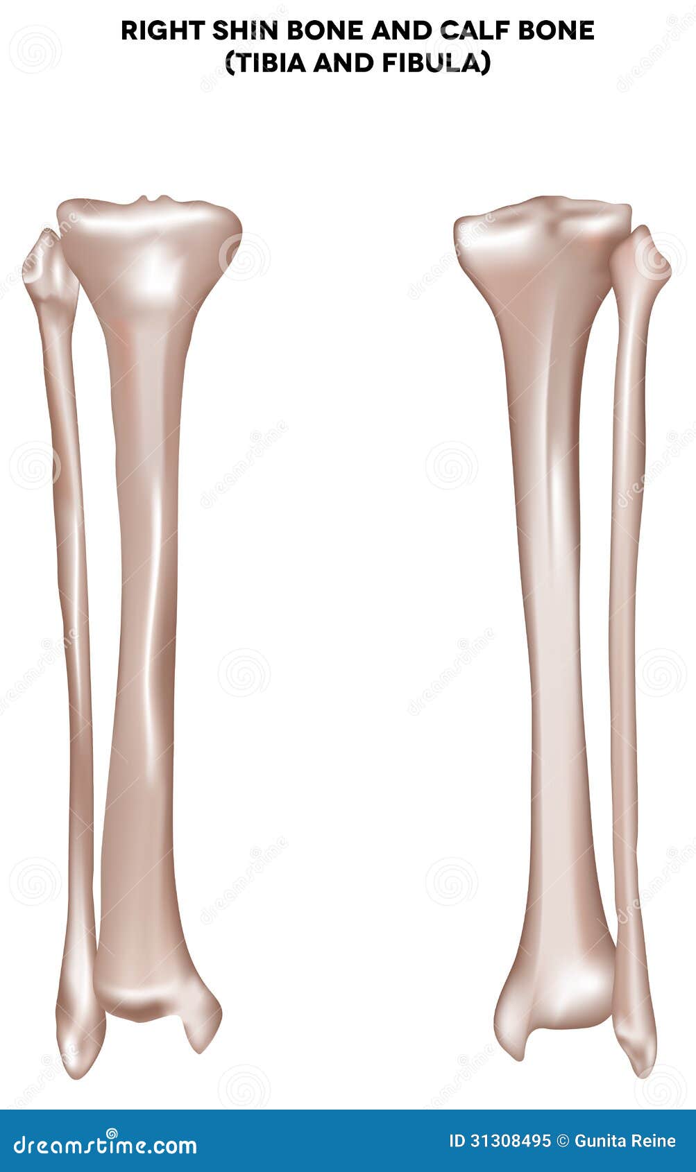 Right shin bone and calf bone tibia and fibula. Bones of the lower 