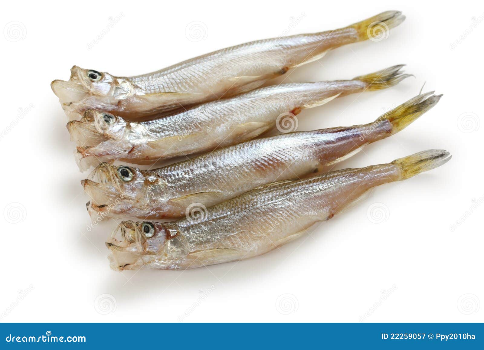 shishamo japanese smelt with roe royalty free stock shishamo japanese smelt with roe royalty free stock