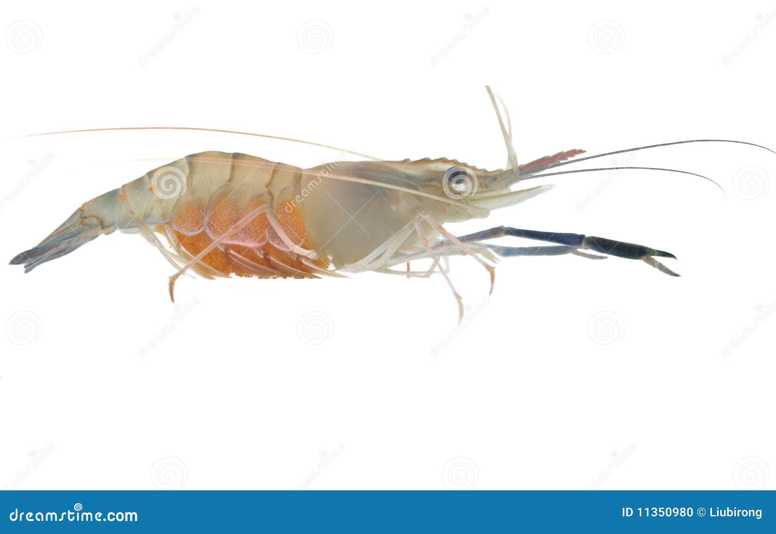 Shrimp And Pregnant 78