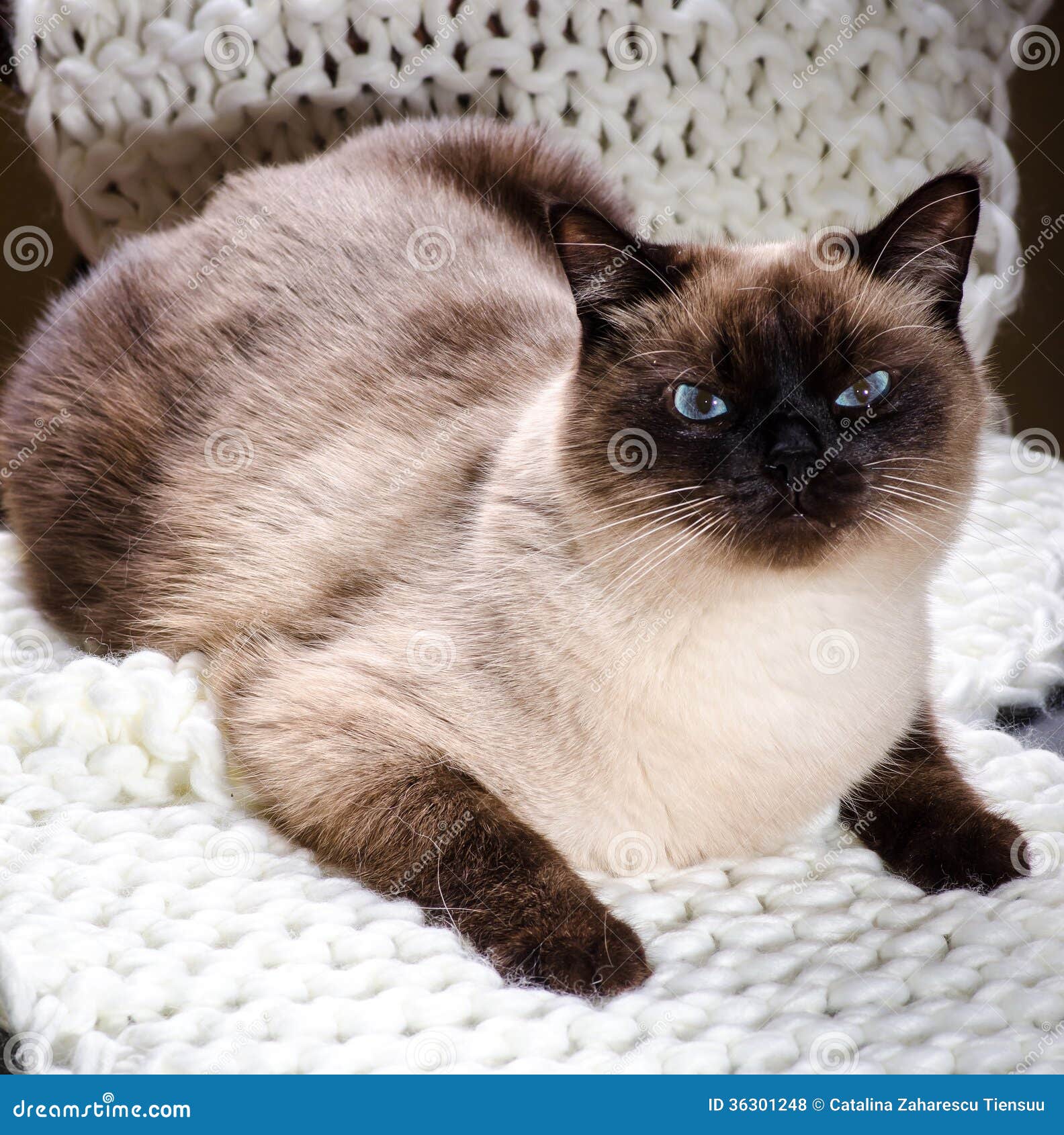 Cat Names For Female Siamese Cat Names For Female Siamese