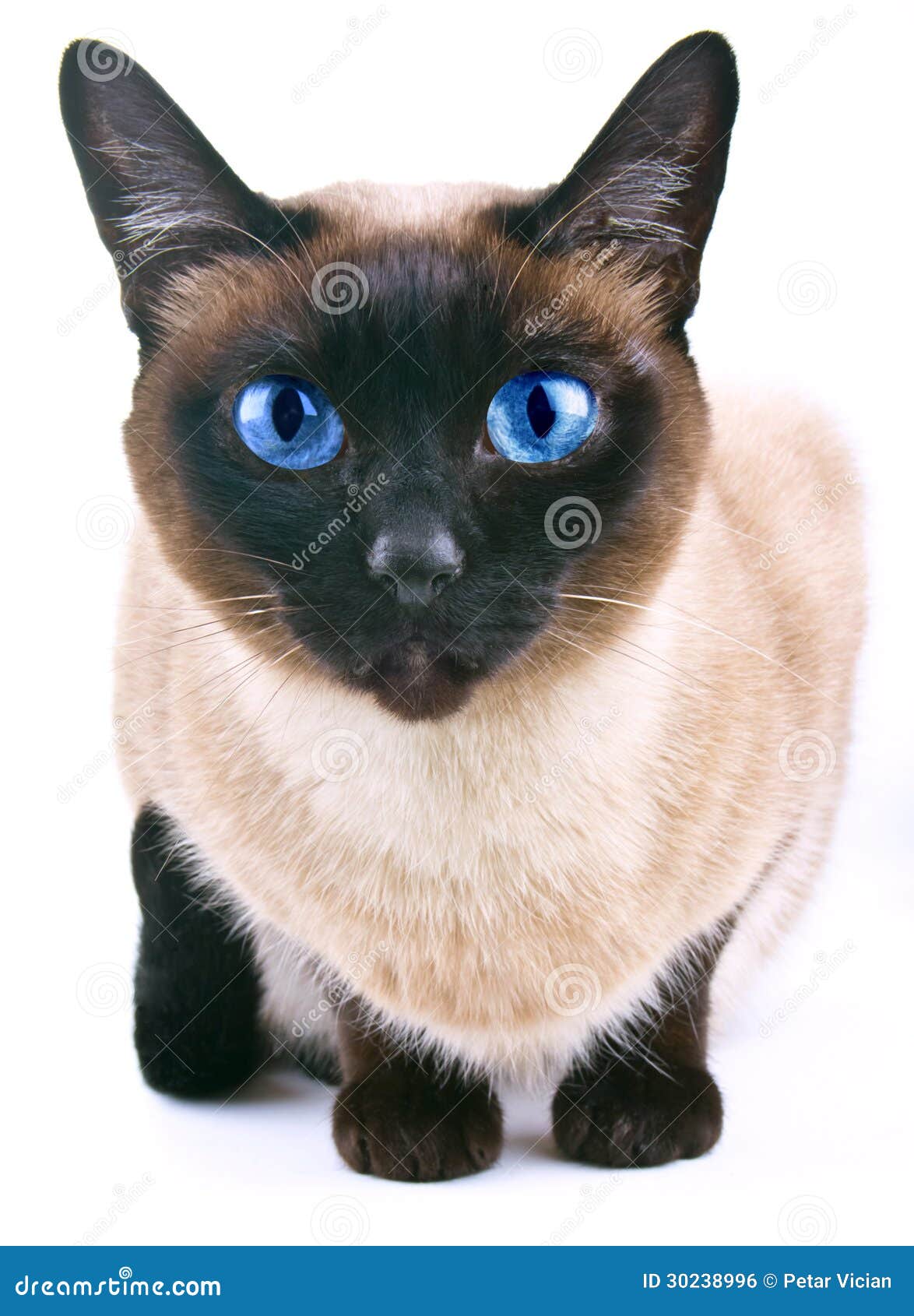 siamese cat clipart - photo #46