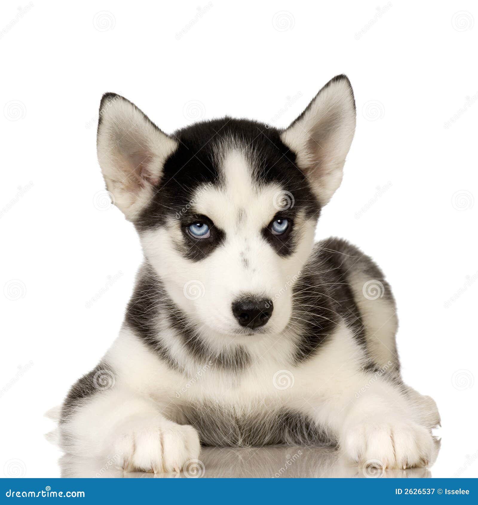 puppies for sale bay area pomsky puppies for sale bay area pomsky picture breeds picture puppies for sale bay area pomsky puppies for sale bay area pomsky picture breeds picture