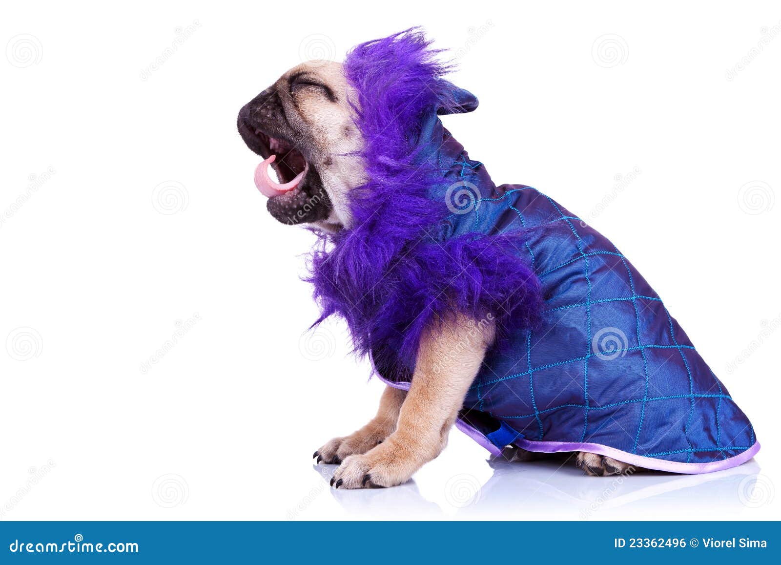 puppy screaming side of a screaming pug puppy royalty free stock image image 23362496 puppy screaming side of a screaming pug puppy royalty free stock image image 23362496