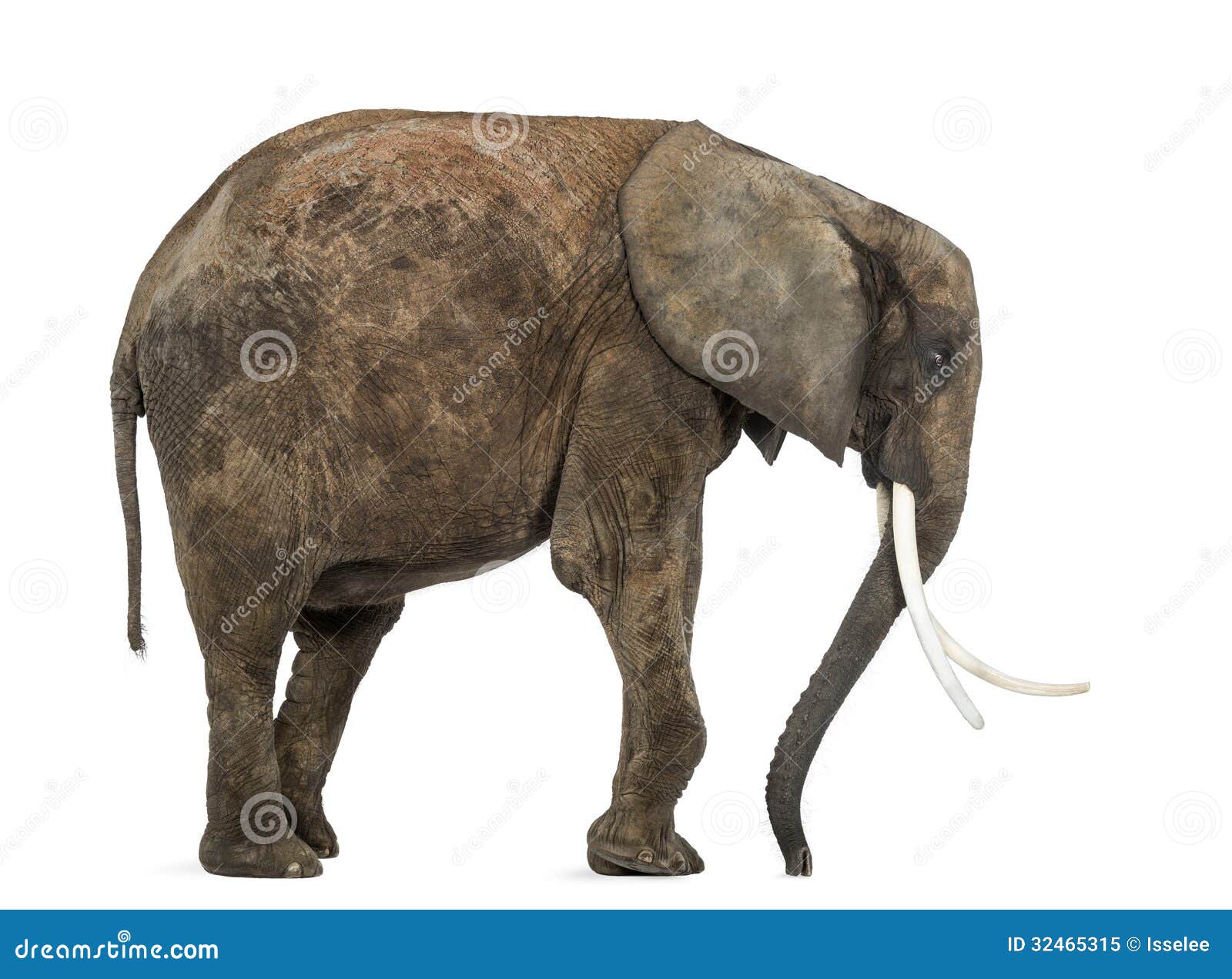Side View Of An African Elephant, Isolated Royalty Free ...