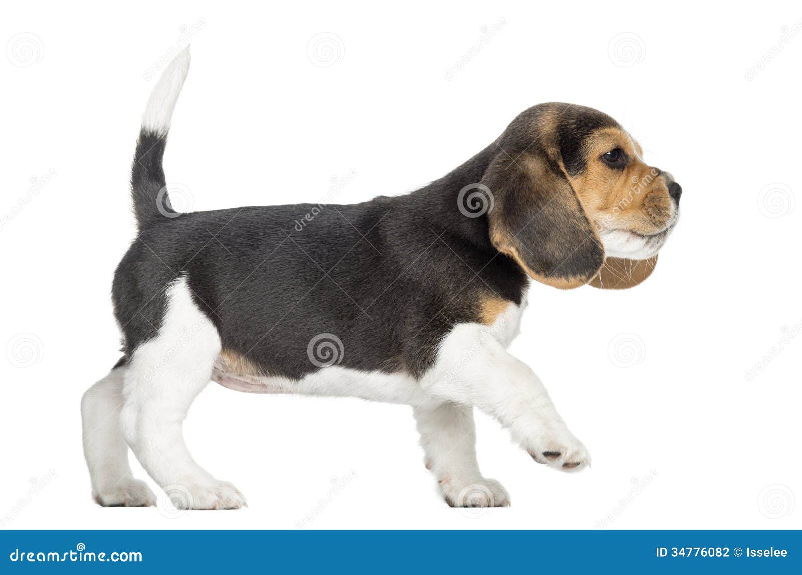 walking puppy side view of a beagle puppy walking pawing up isolated stock photography image walking puppy side view of a beagle puppy walking pawing up isolated stock photography image