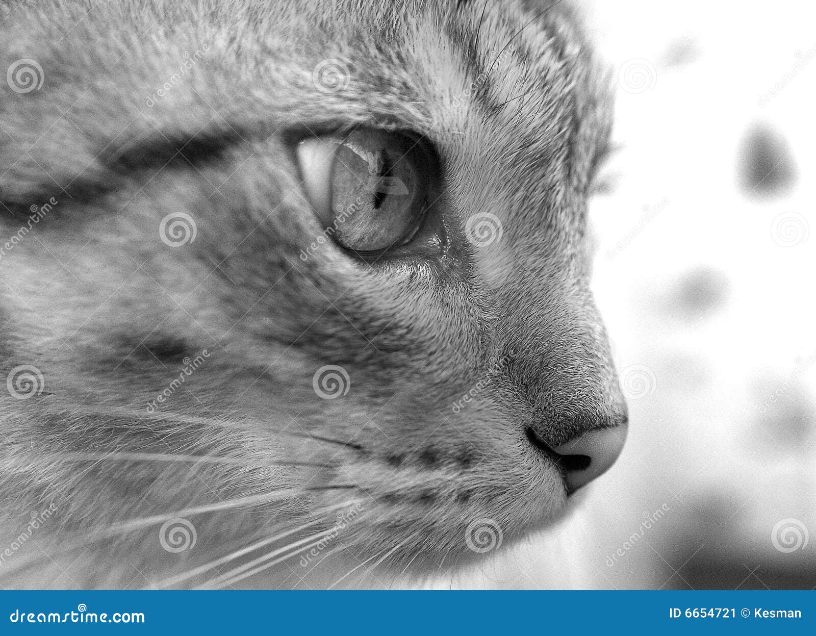 Side View Of Cat's Face Stock Image - Image: 6654721