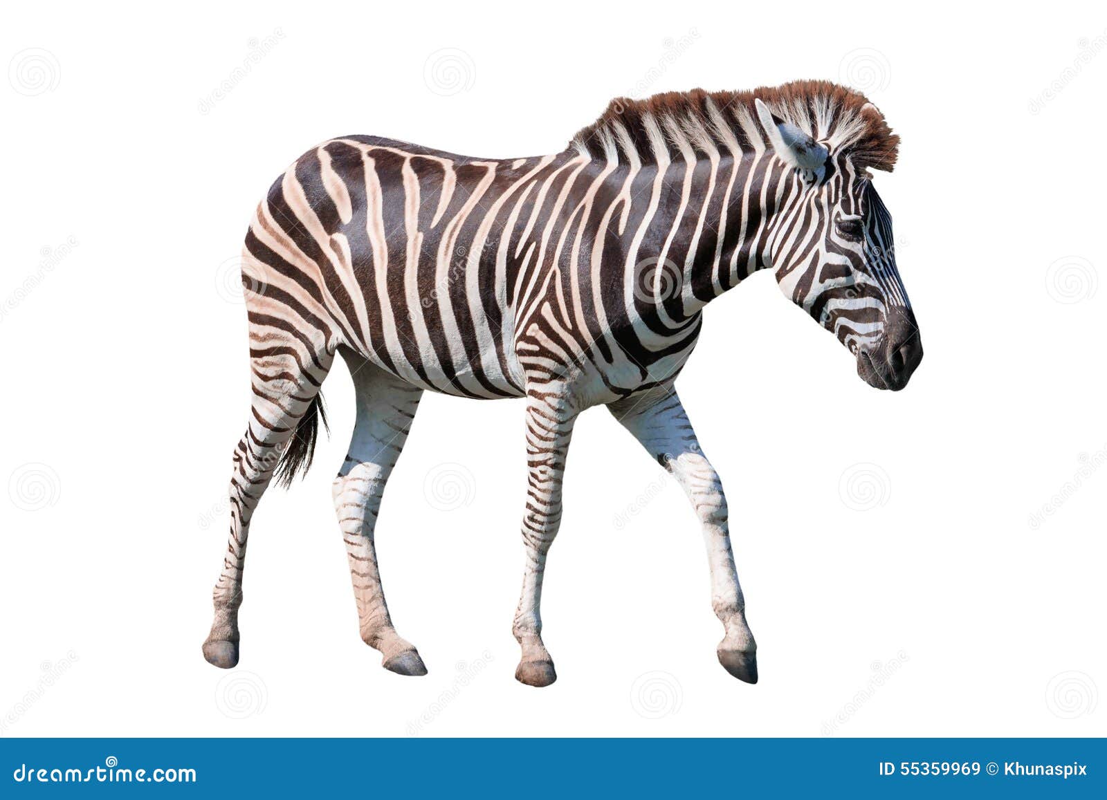 side view full body african zebra standing isolated white bac background use animals safari theme 55359969