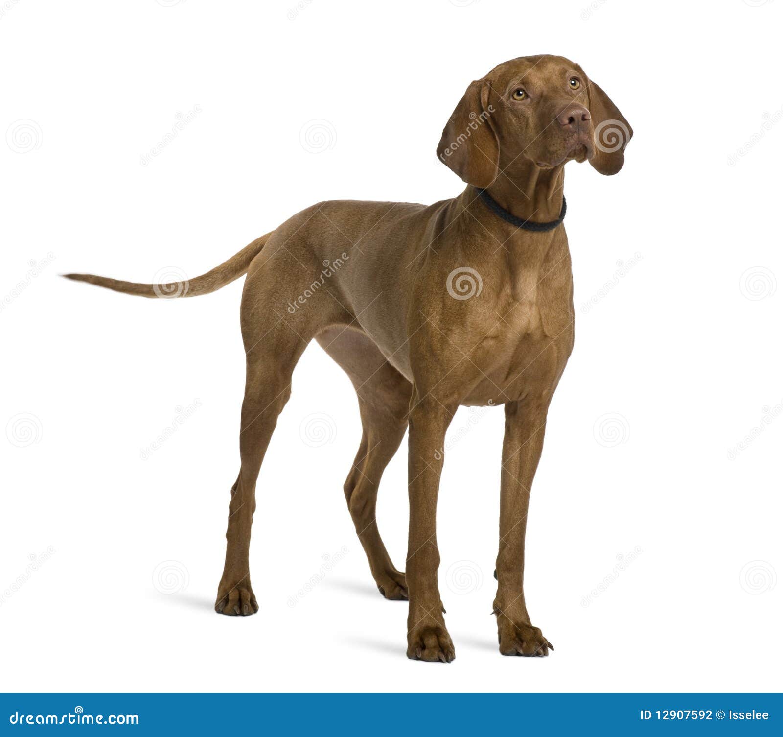 Side View Of Viszla Dog, Standing Stock Photography - Image: 12907592