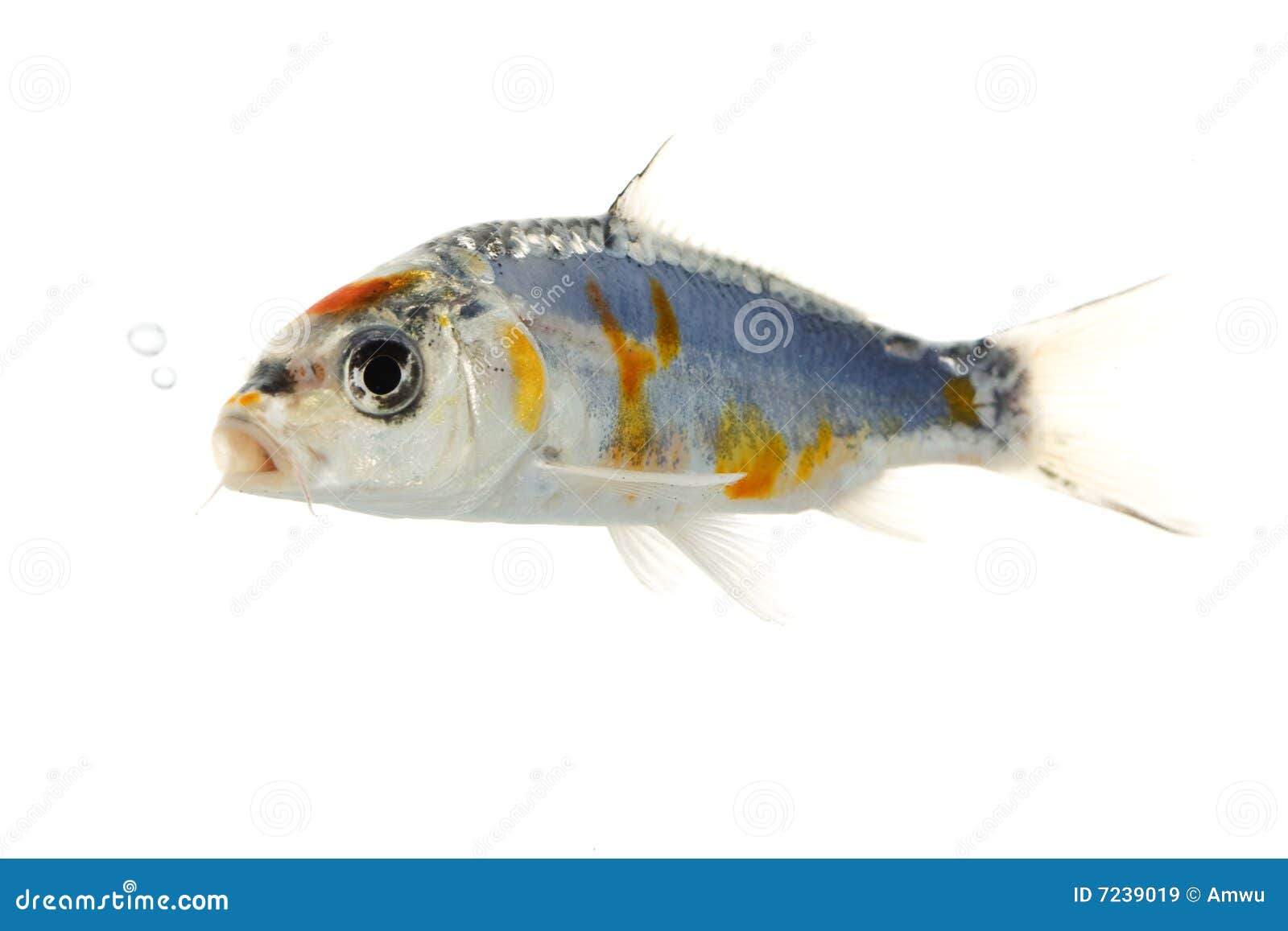 Silver Koi Fish Royalty Free Stock Images Image 7239019
