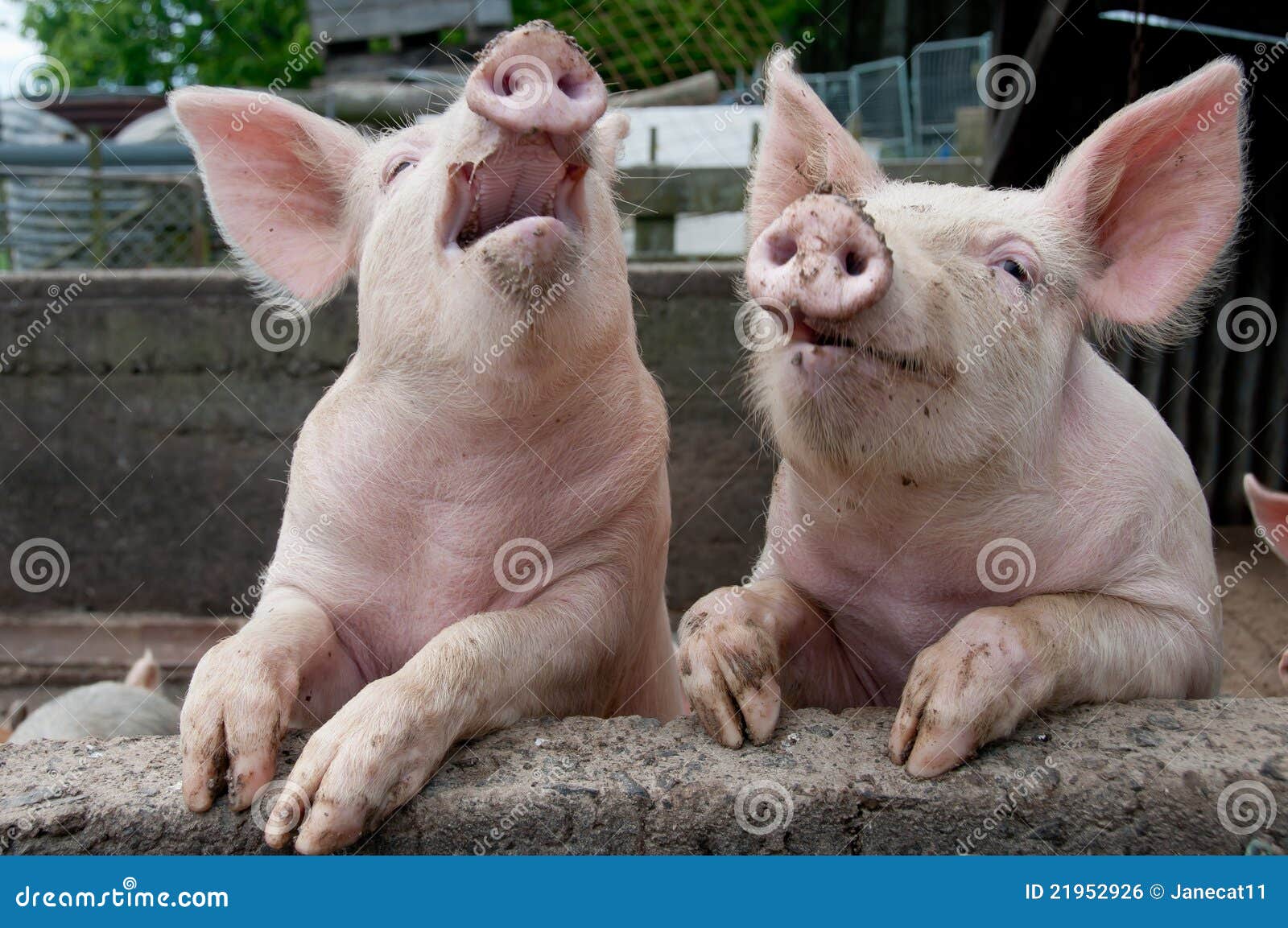 Funny Looking Pigs | About Animals