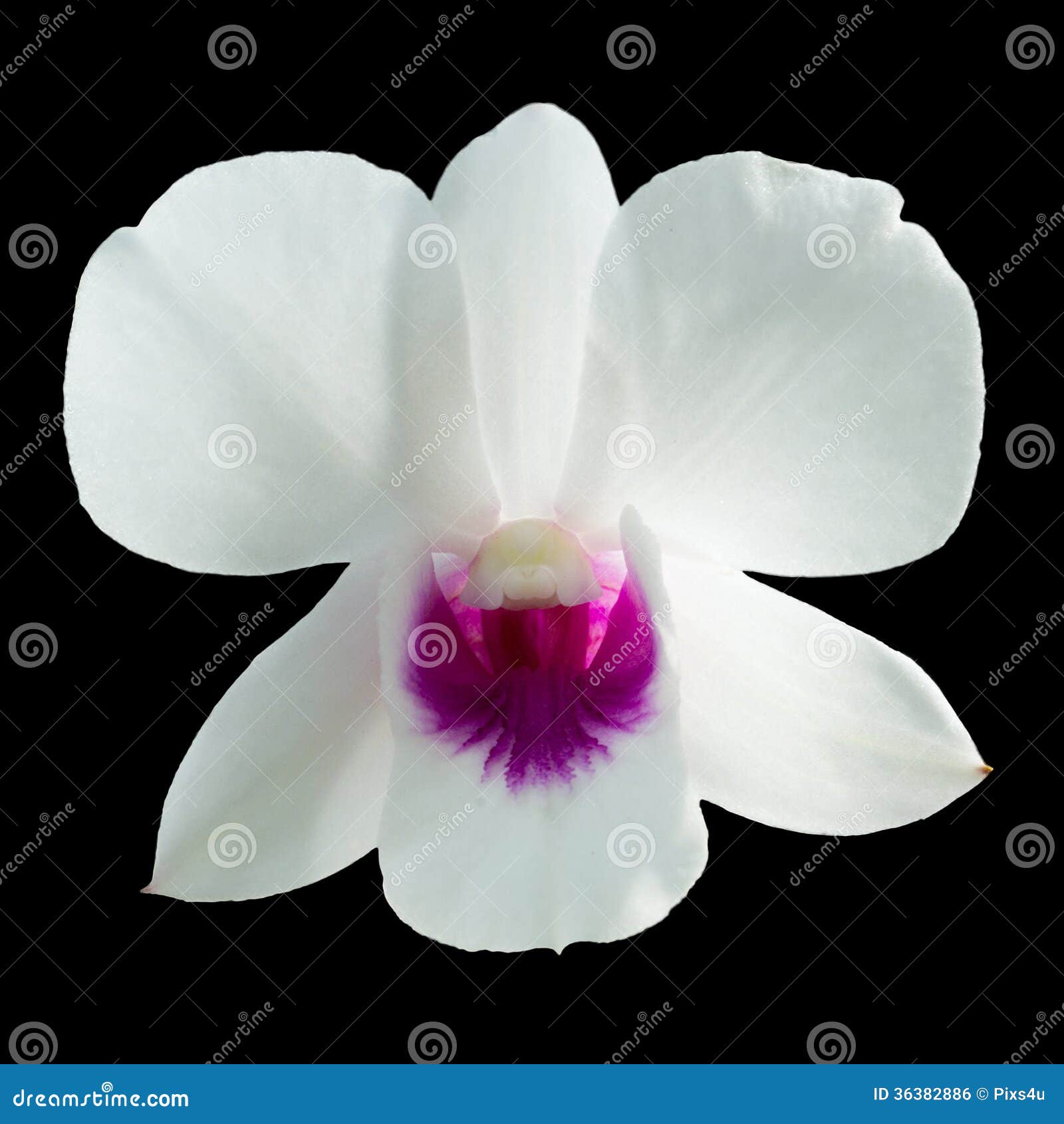 White Dendrobium Orchid