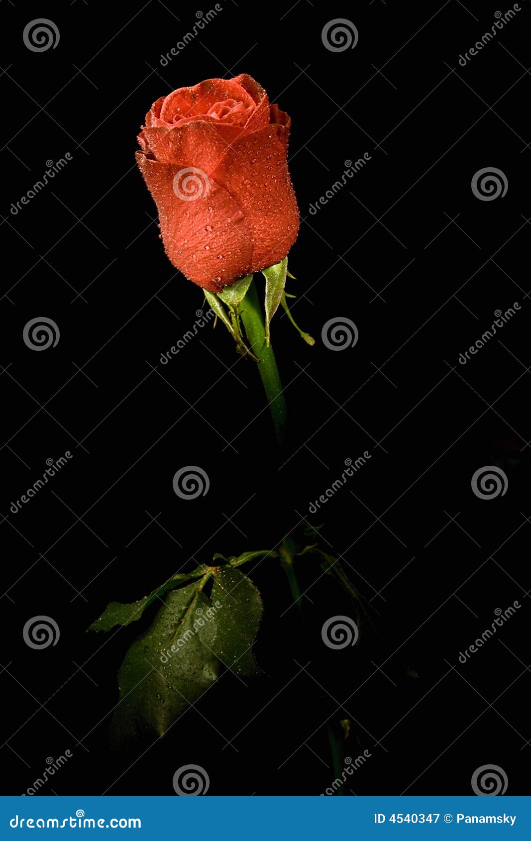 Single Flower Roses In Black Background Royalty Free Stock Photography