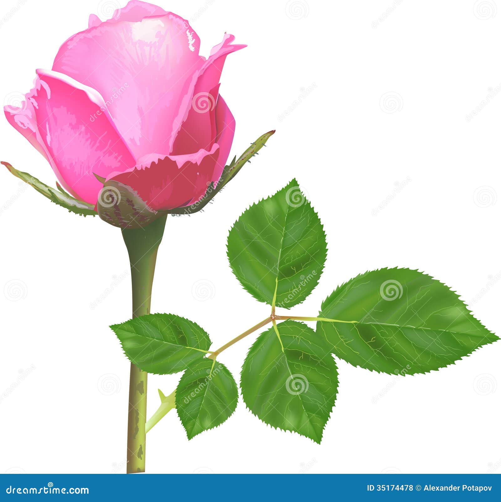 Single Pink Rose White Background