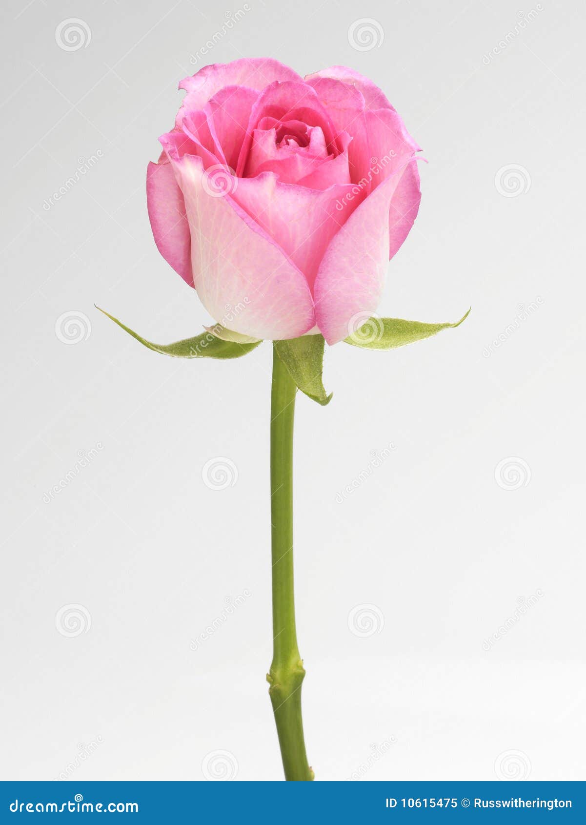 Single Pink Rose Stem