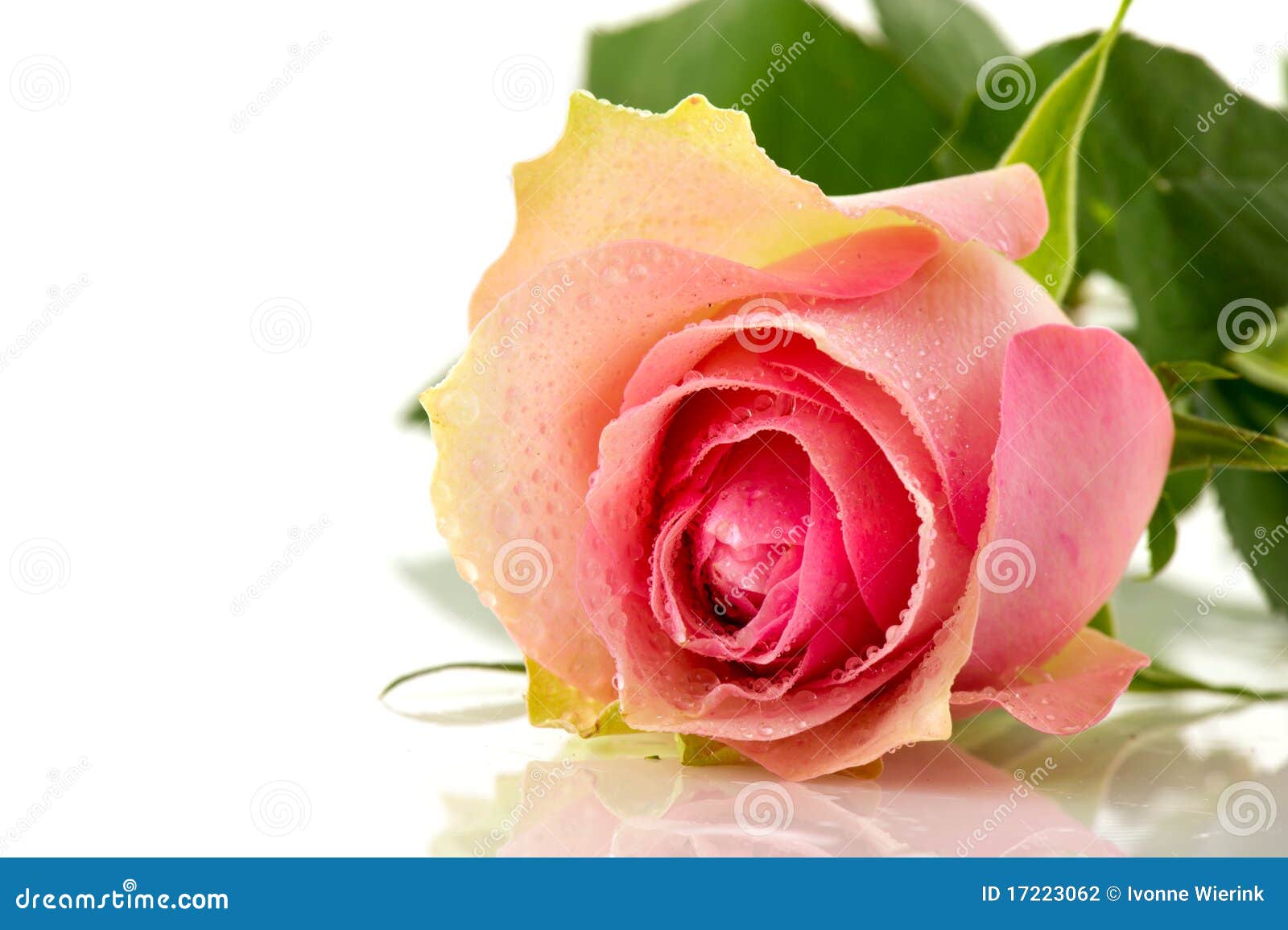 Beautiful Single Pink Rose