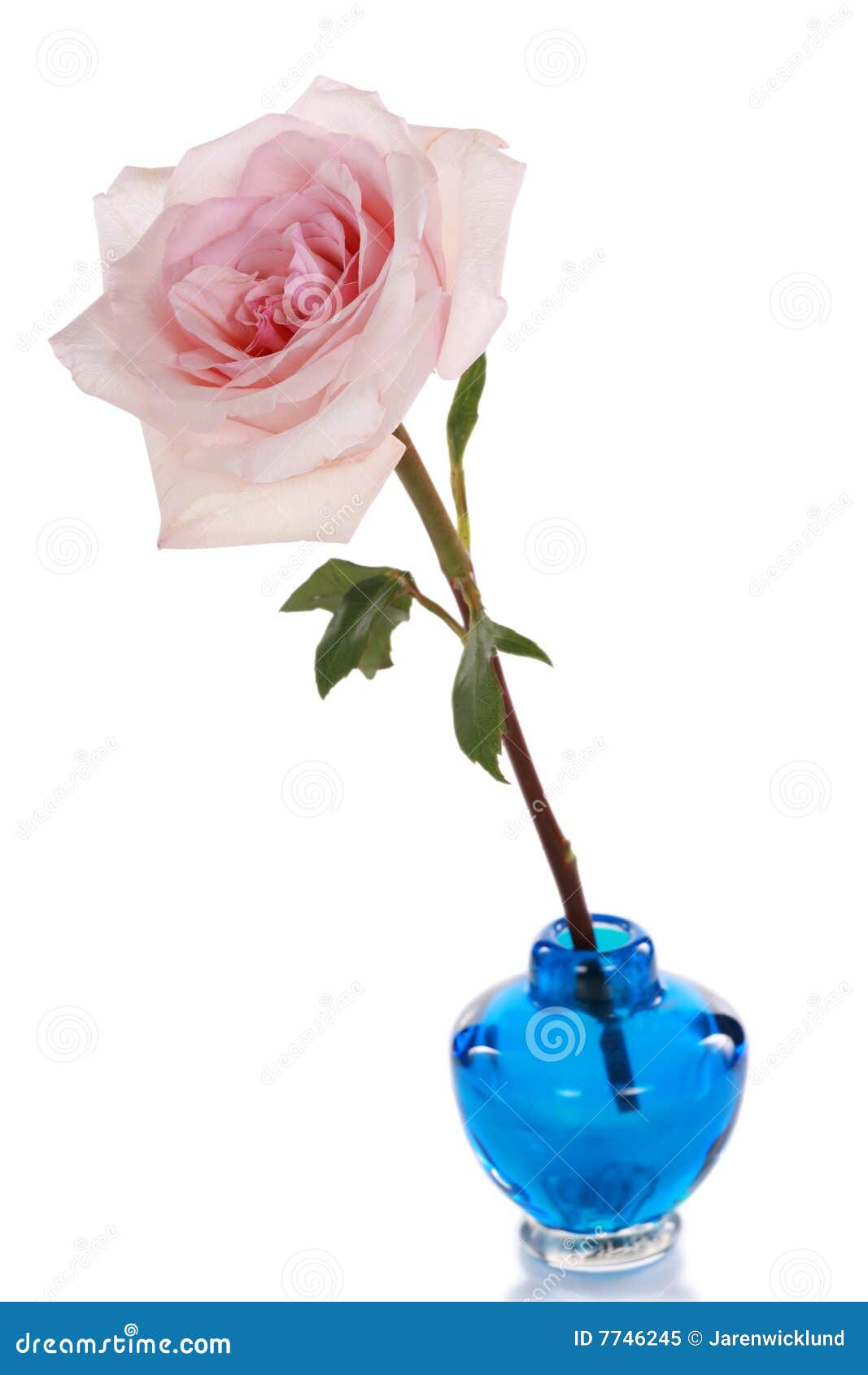 Single Pink Rose In A Vase