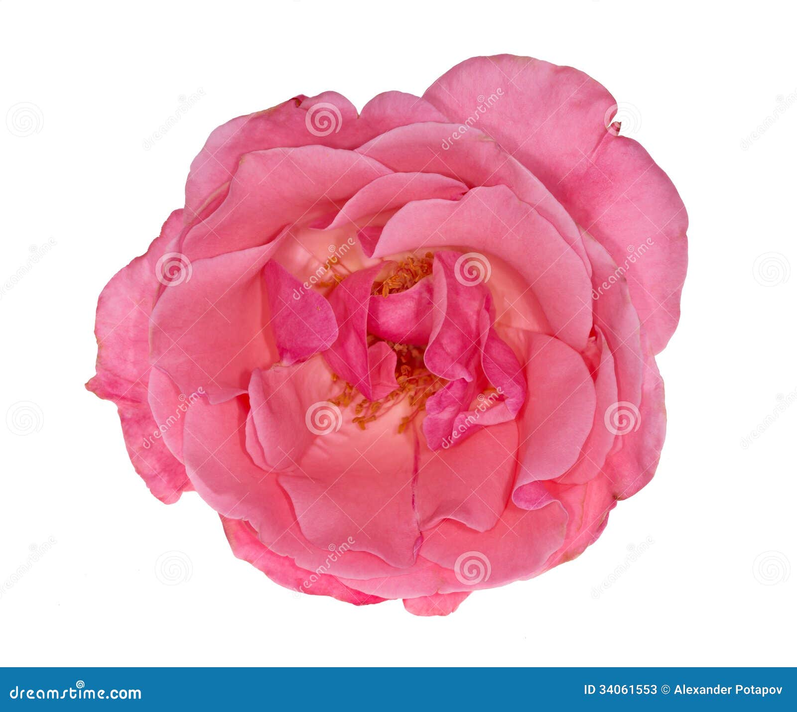 Single Pink Rose White Background