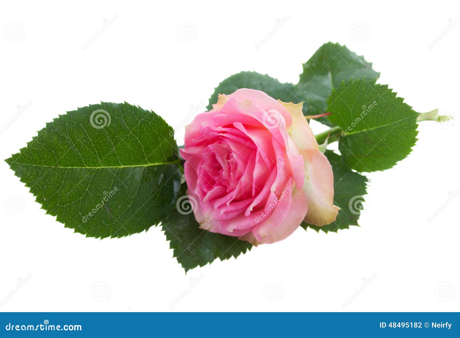 Single Pink Rose White Background