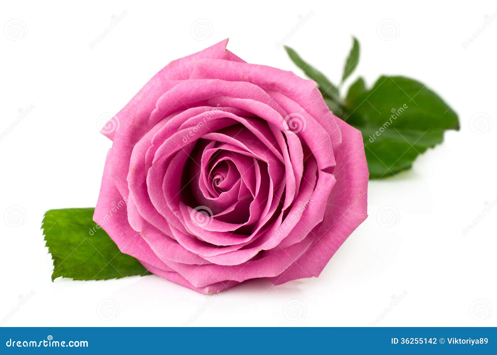 Single Pink Rose Stem