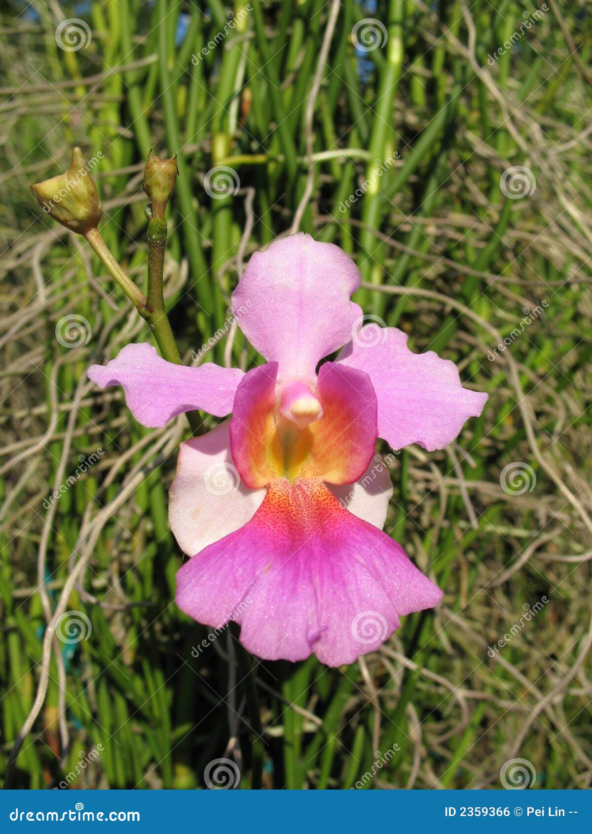 Some images on Orchid boat planter