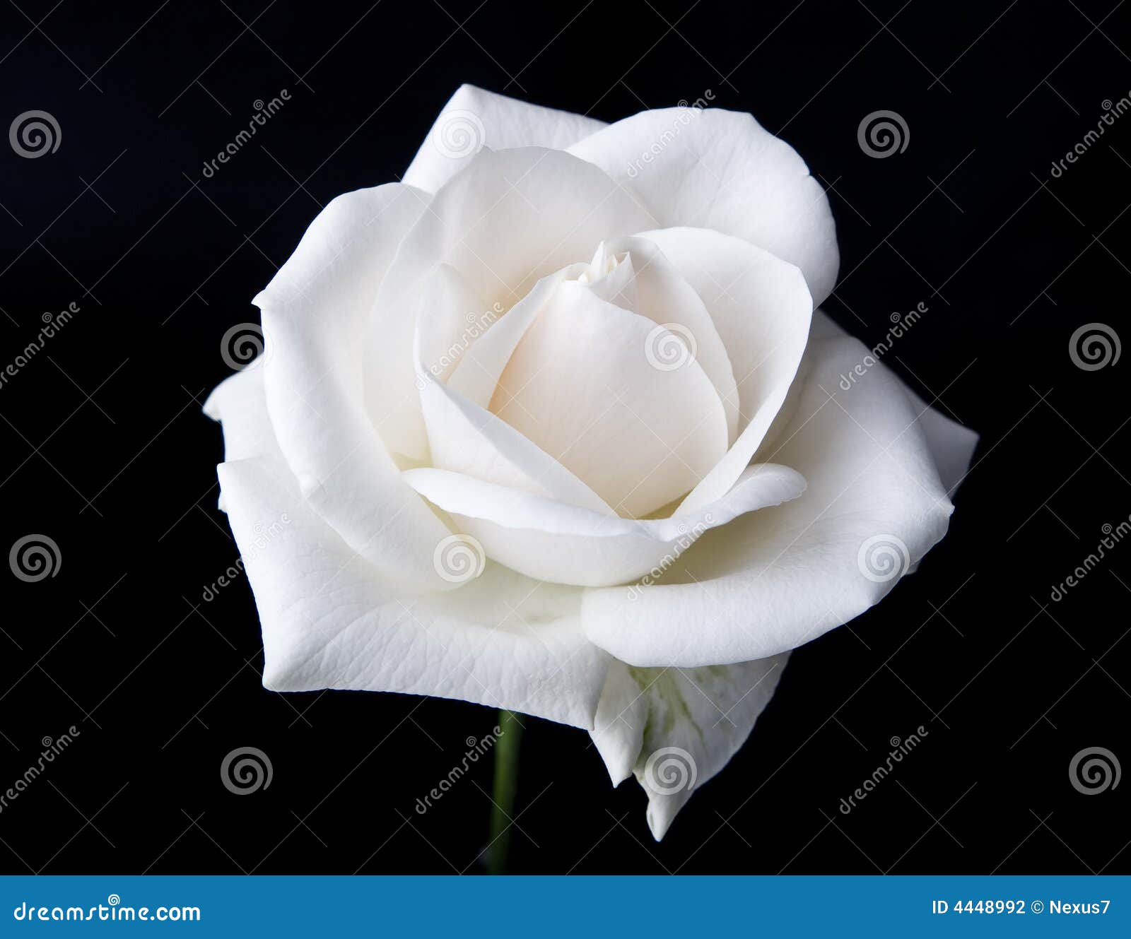 Single White Rose Black Background