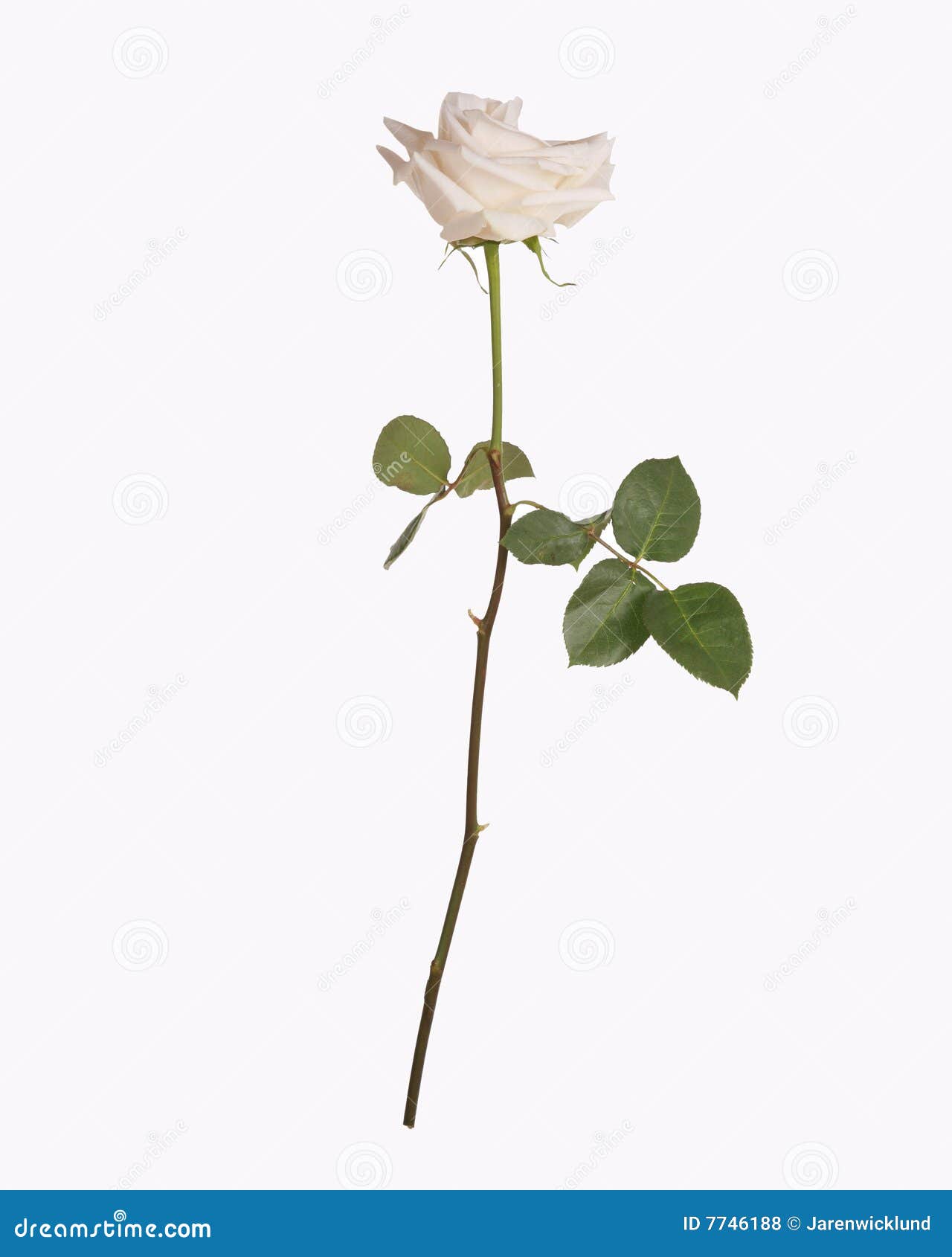 White Rose With Stem