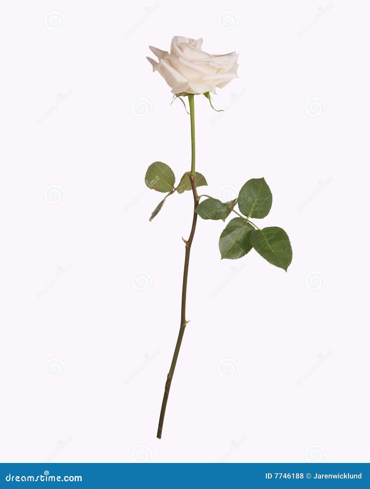 Single White Rose Stem