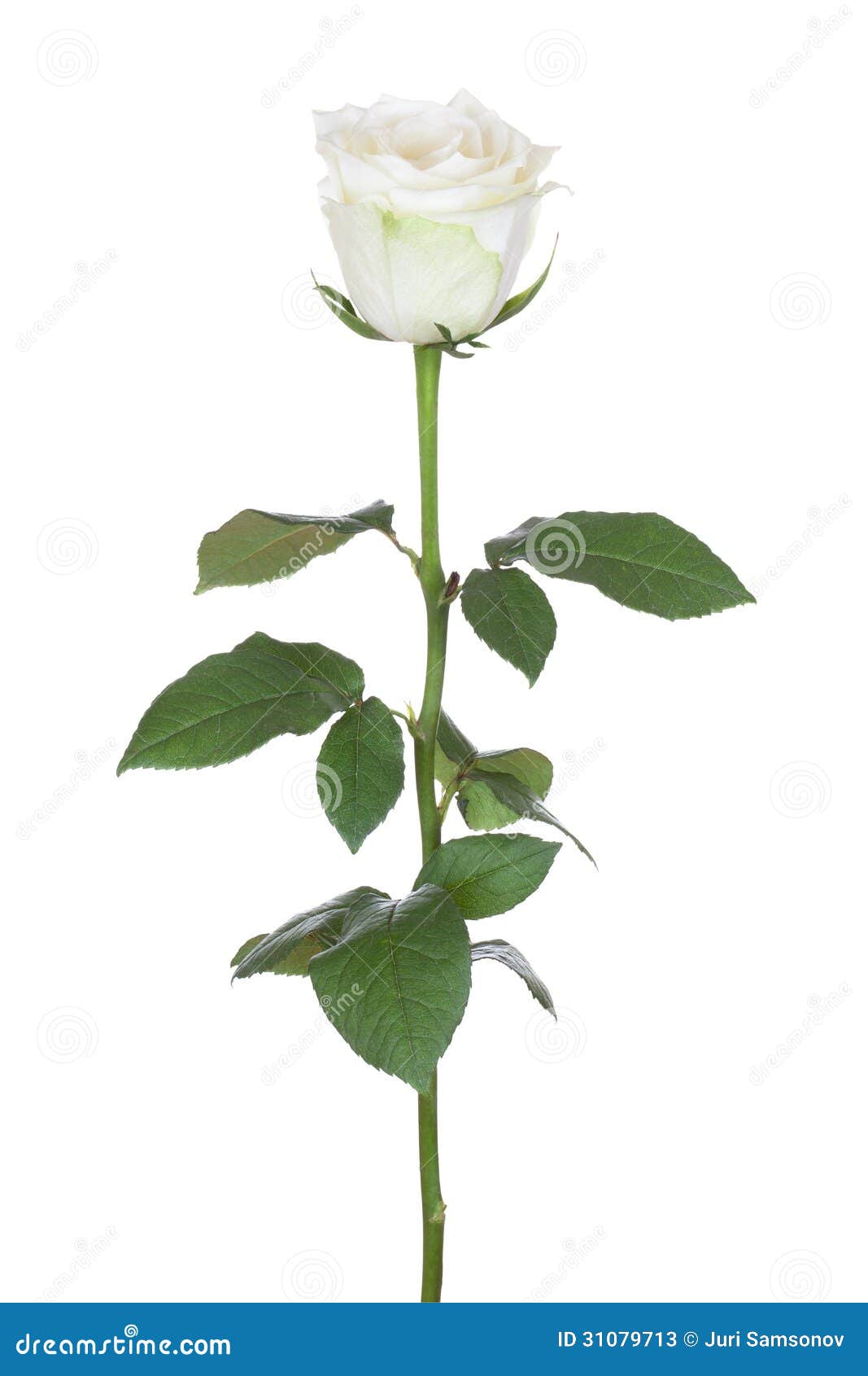 Single White Rose Stem