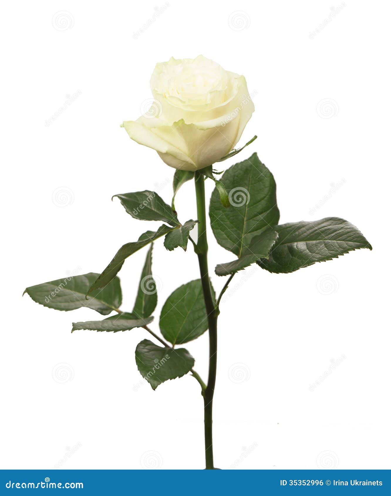 Single White Rose Clip Art