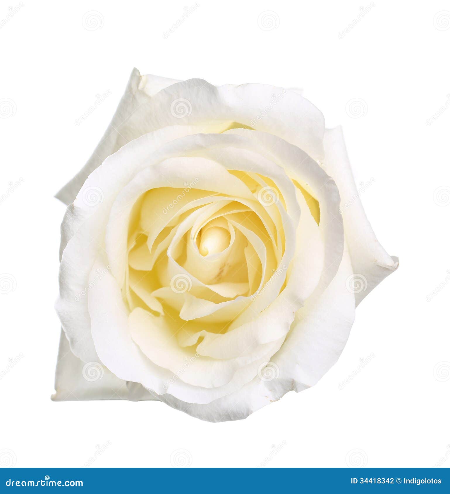 White Rose White Background