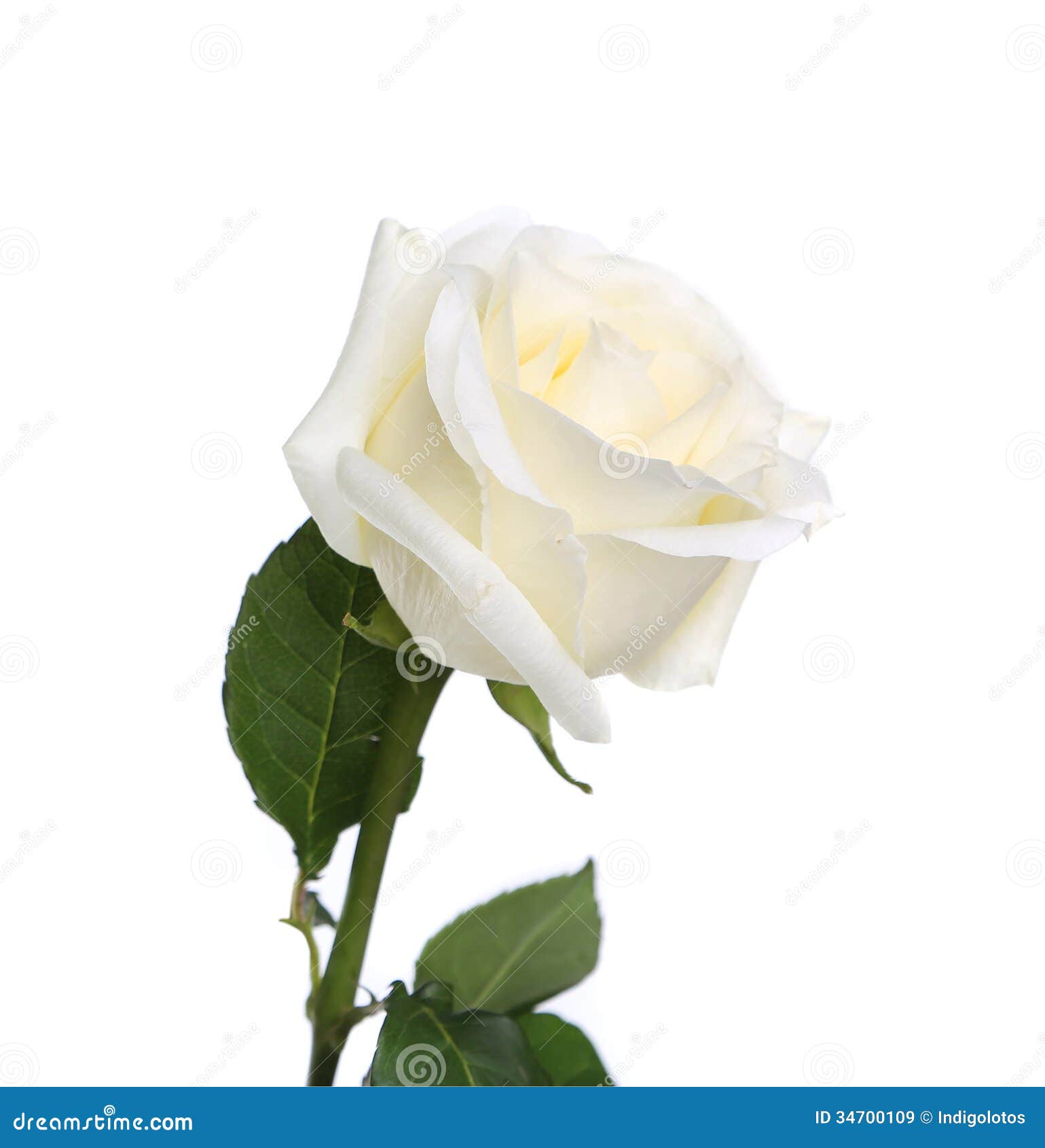 Single White Rose Stem