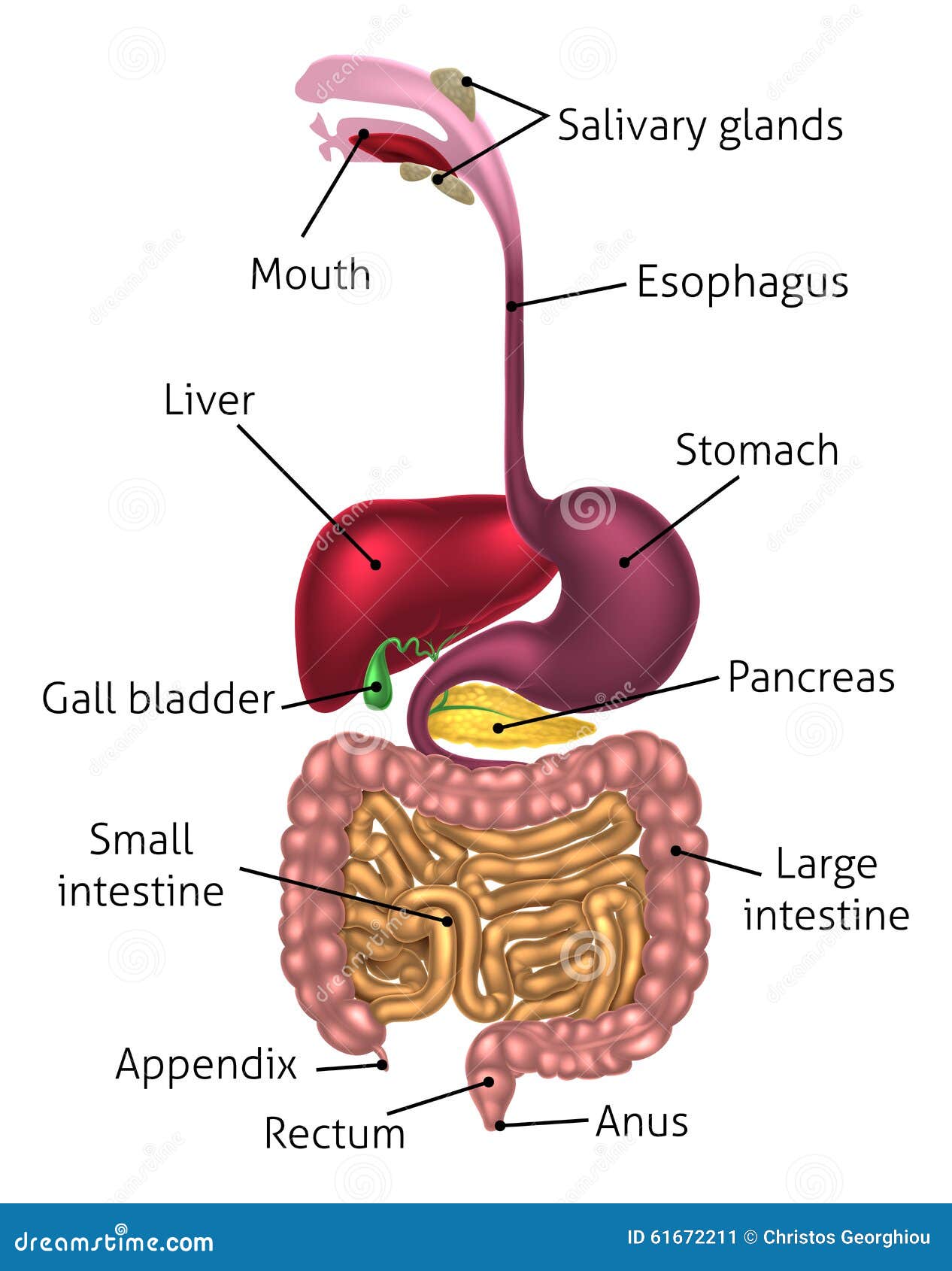 Álbumes 92 Foto Dibujo Del Sistema Digestivo Y Sus Partes El último