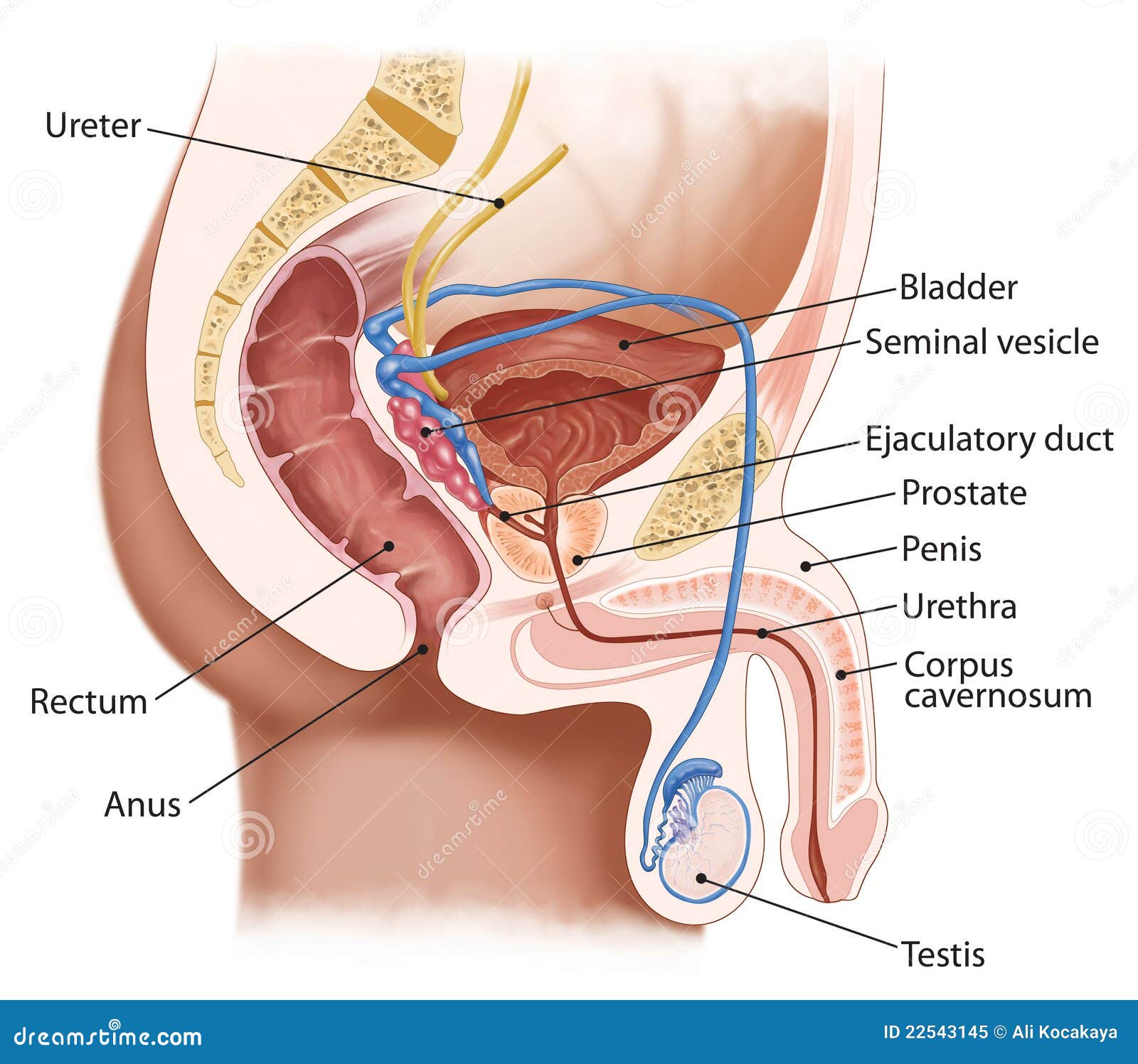 Google signs and symptoms of cervical most cancers what's thru in cervical cancer screening