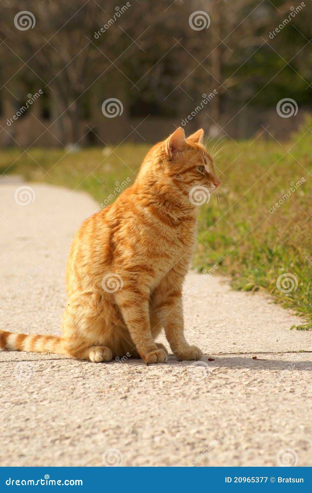 http://thumbs.dreamstime.com/z/sitzende-gelbe-katze-20965377.jpg