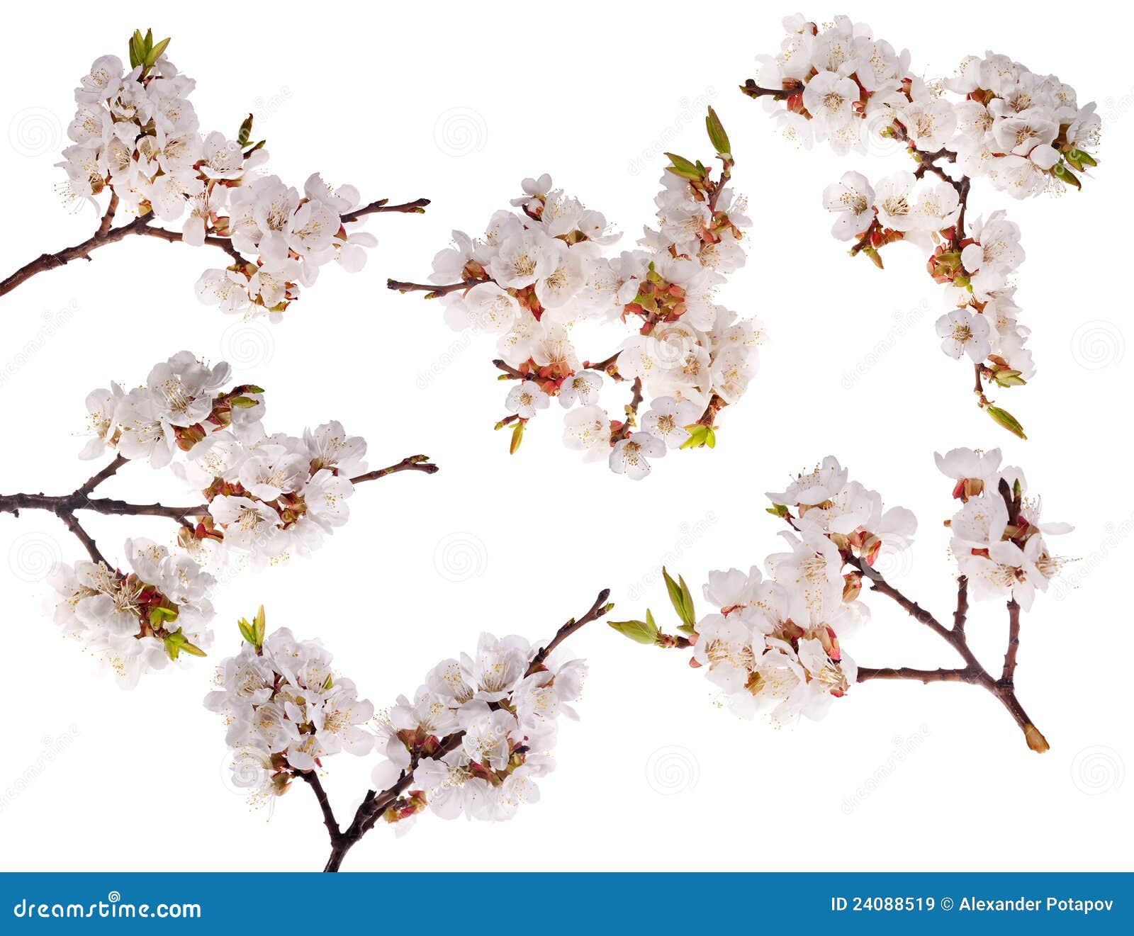 six cherry tree branches with lot of flowers royalty free six cherry tree branches with lot of flowers royalty free