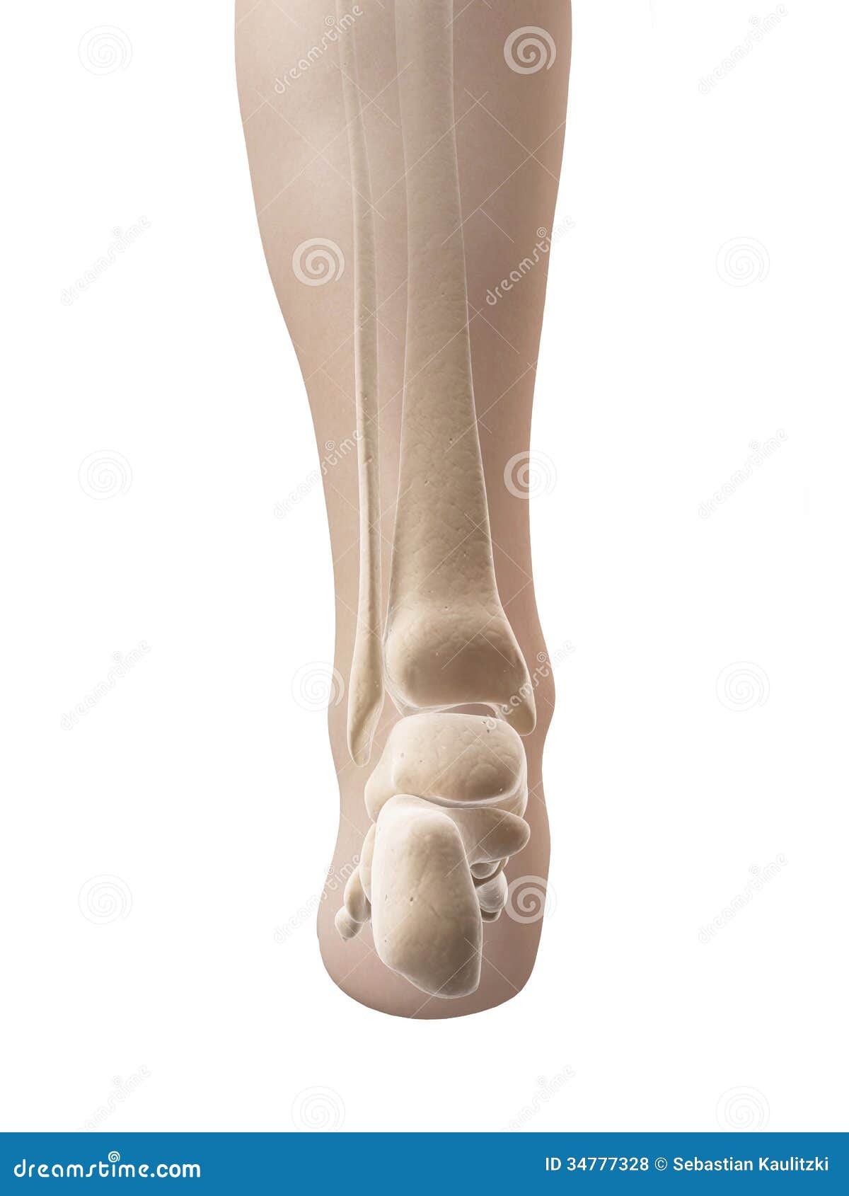Skeletal Foot Anatomy Royalty Free Stock Photos - Image: 34777328