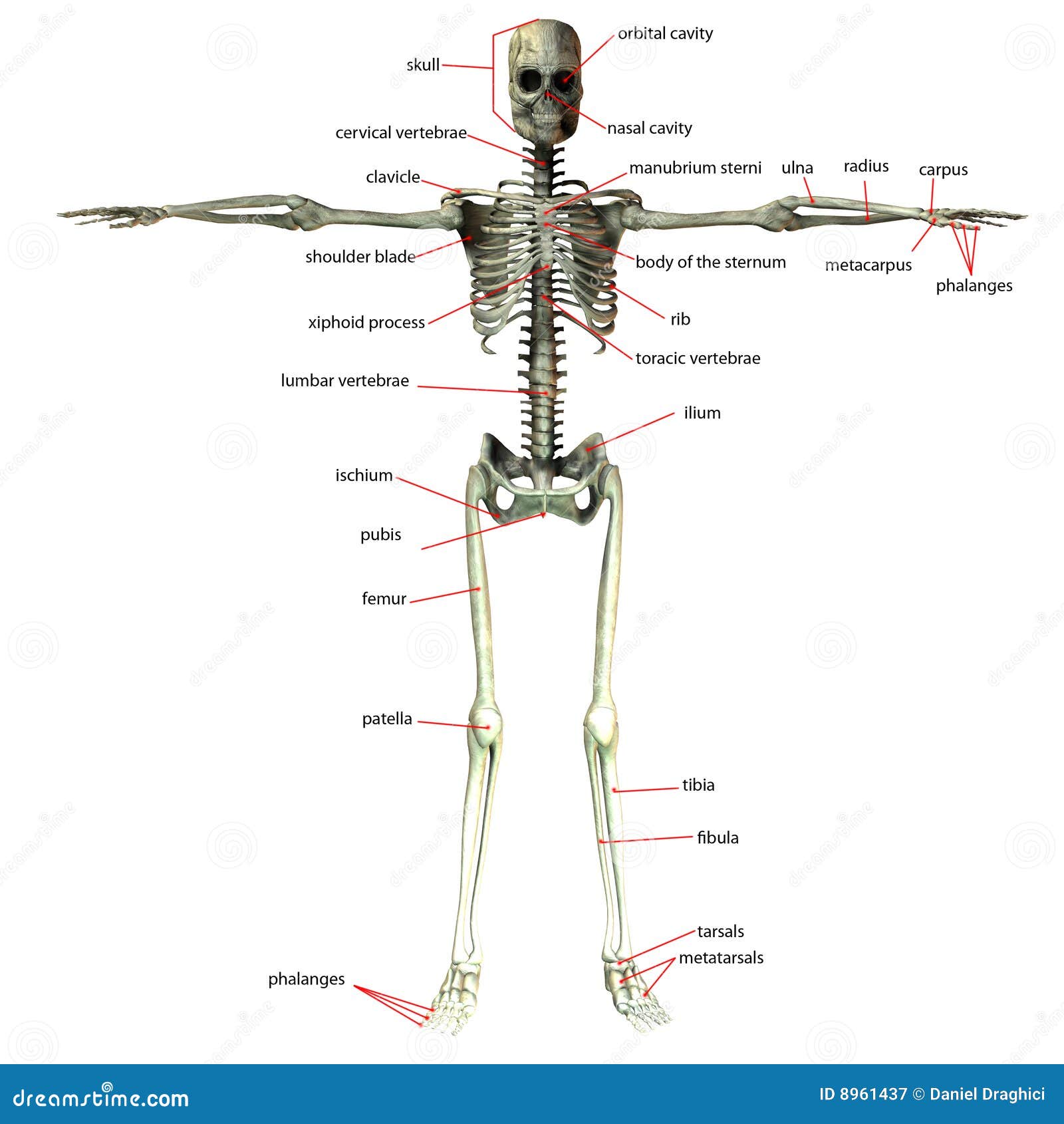 skeleton bone names | Diabetes Inc.