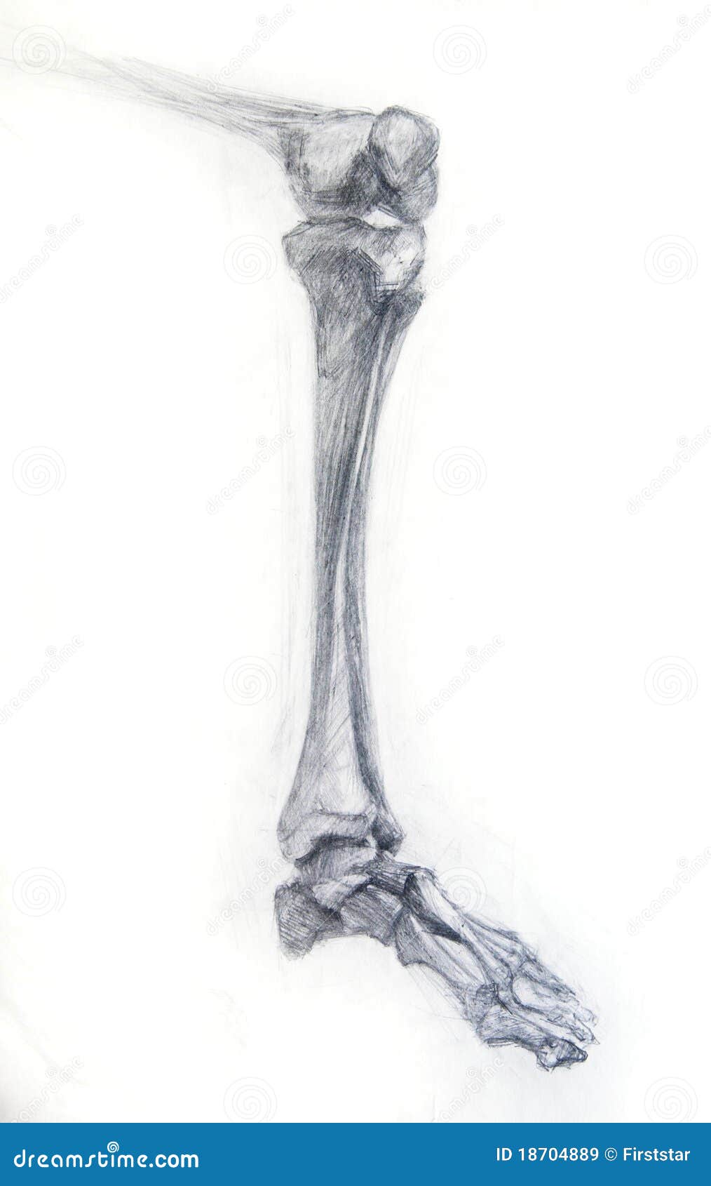 drawing studio free skeleton drawing studio works royalty free stock images drawing studio free skeleton drawing studio works royalty free stock images