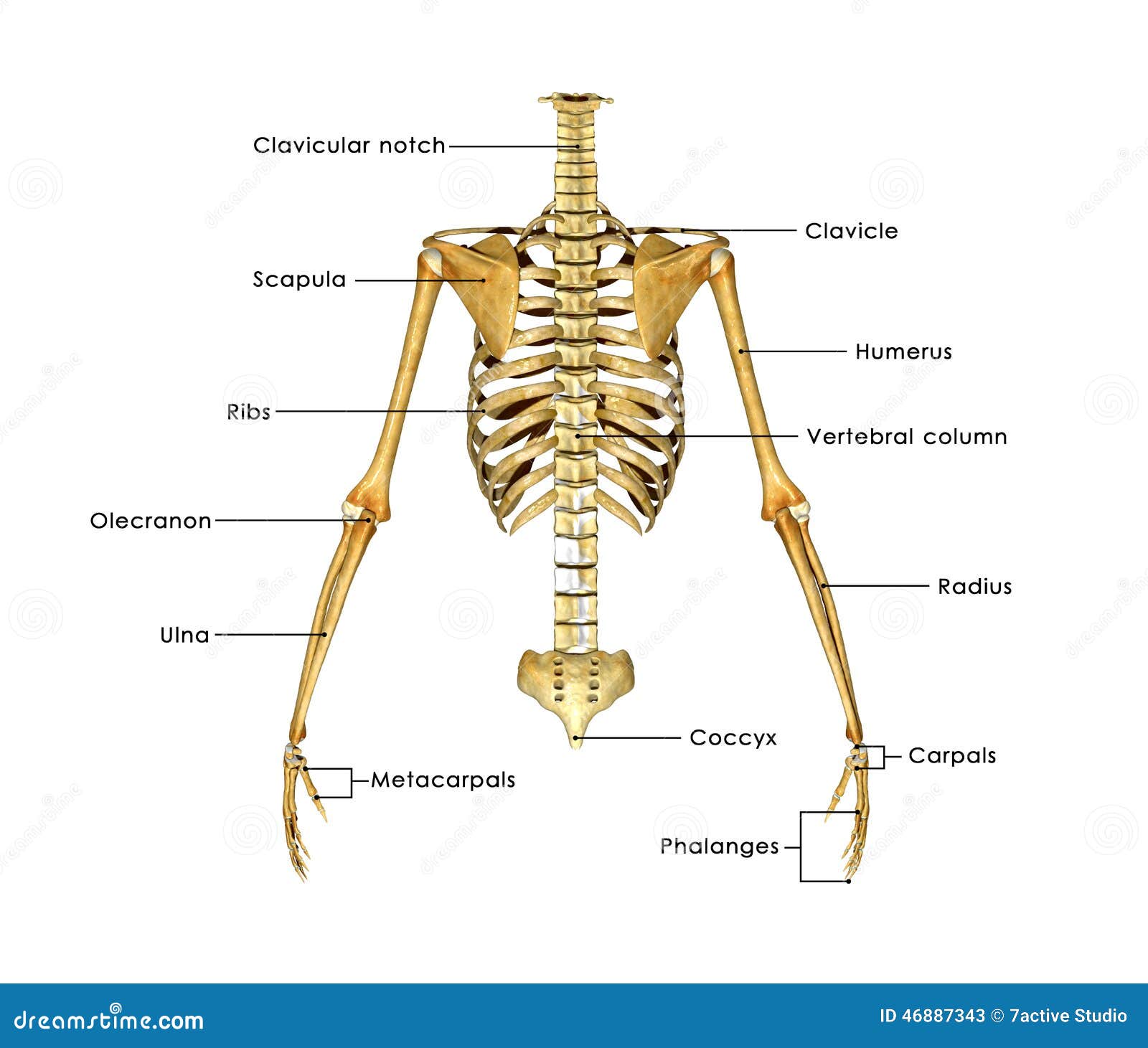 Skeleton Half Stock Illustration - Image: 46887343