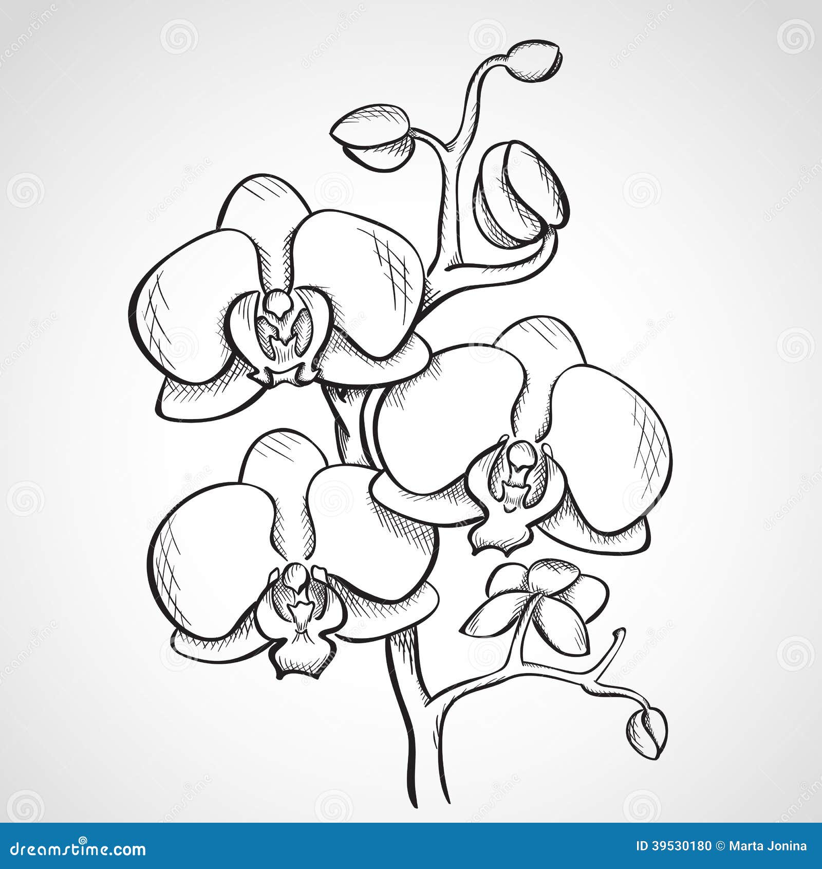 Orchid Art Drawing