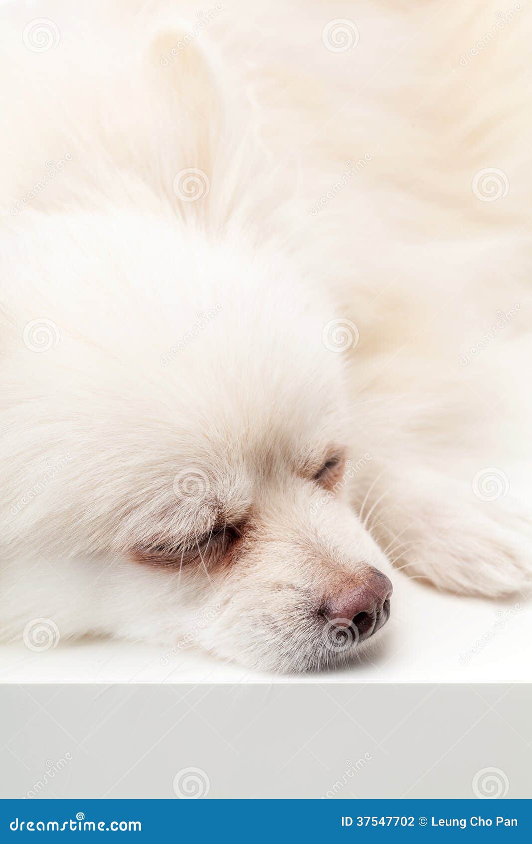 sleeping pomeranian sleeping pomeranian stock photography image 37547702 sleeping pomeranian sleeping pomeranian stock photography image 37547702