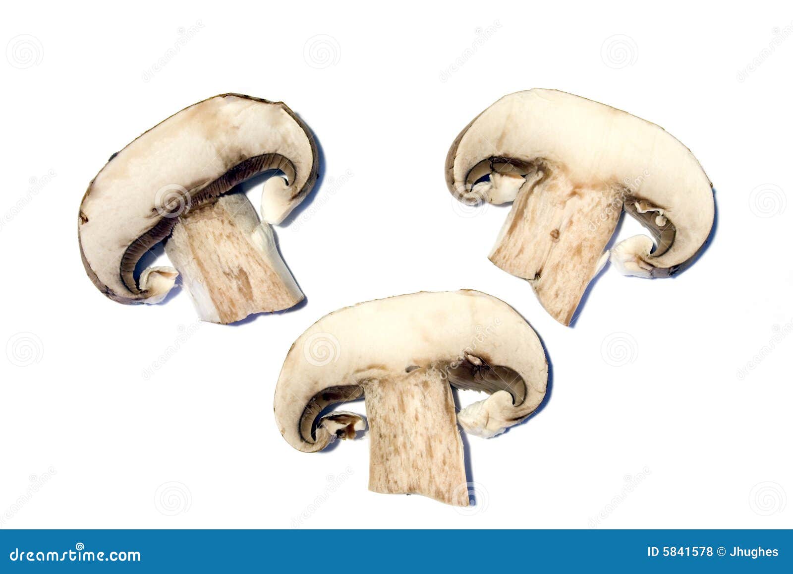 mushroom slice clip art - photo #34
