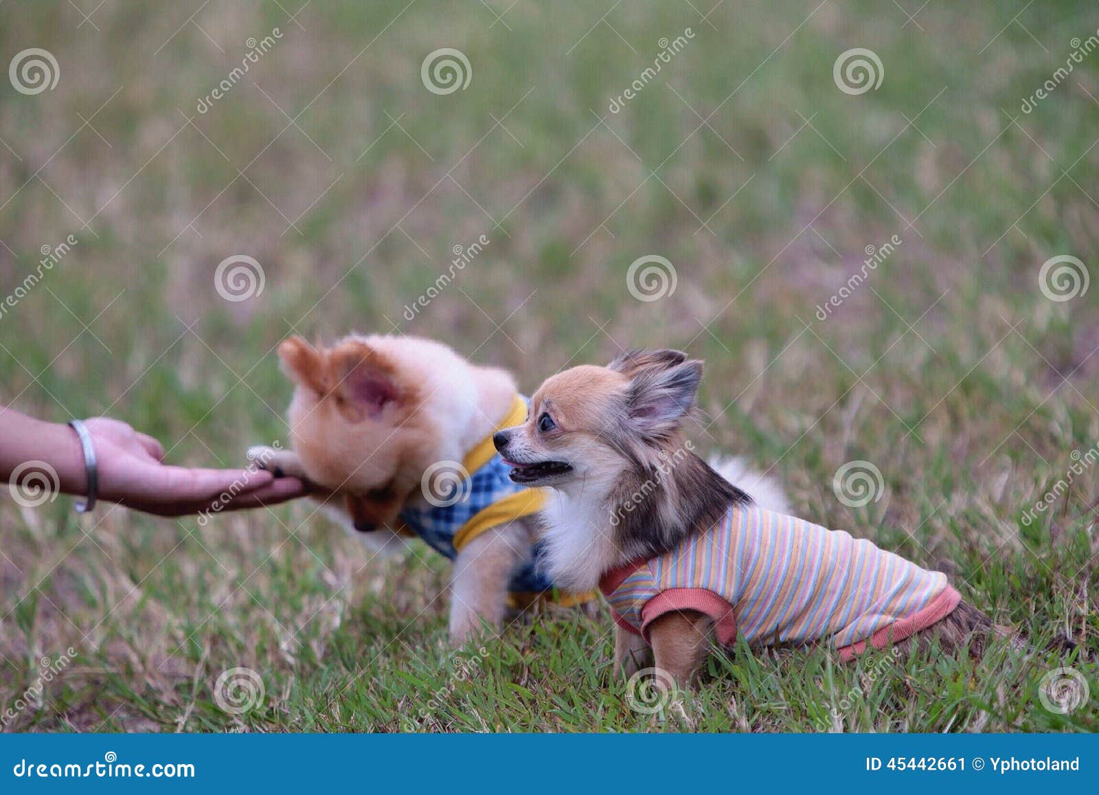 Small Dogs Stock Photo - Image: 45442661