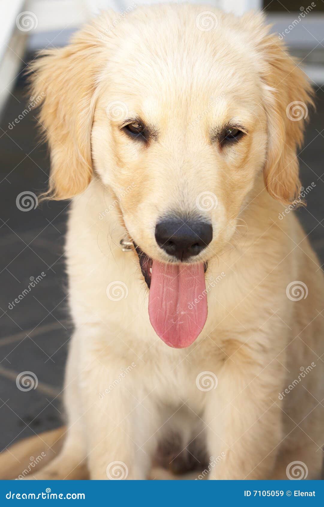 smallest golden retriever small golden retriever puppy royalty free stock images image 7105059 smallest golden retriever small golden retriever puppy royalty free stock images image 7105059