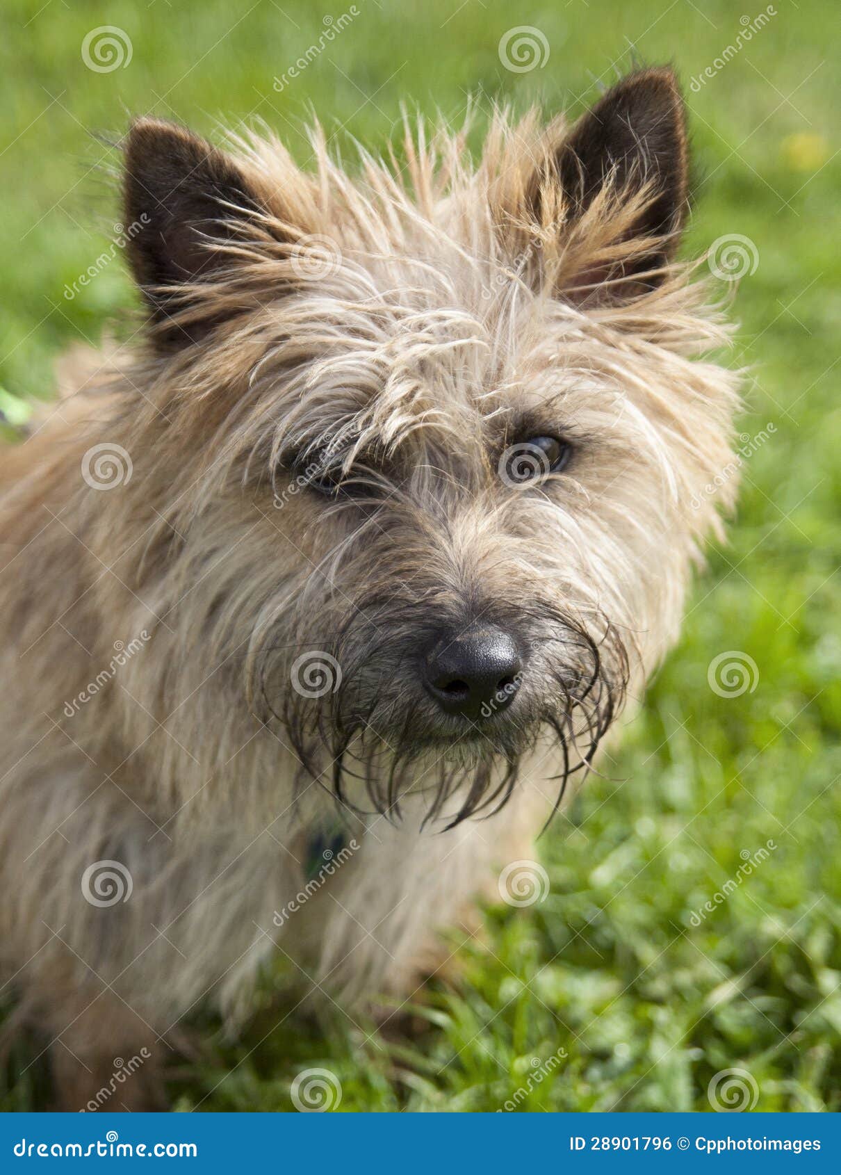 Scruffy Scruffy